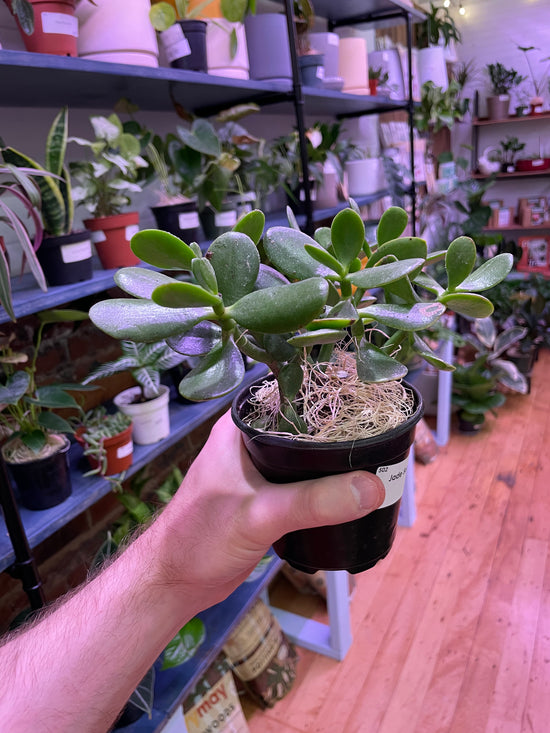 Jade Crassula Succulent