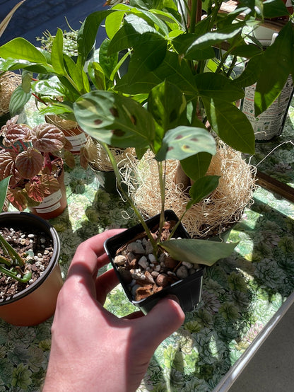 Maranta Variegated &