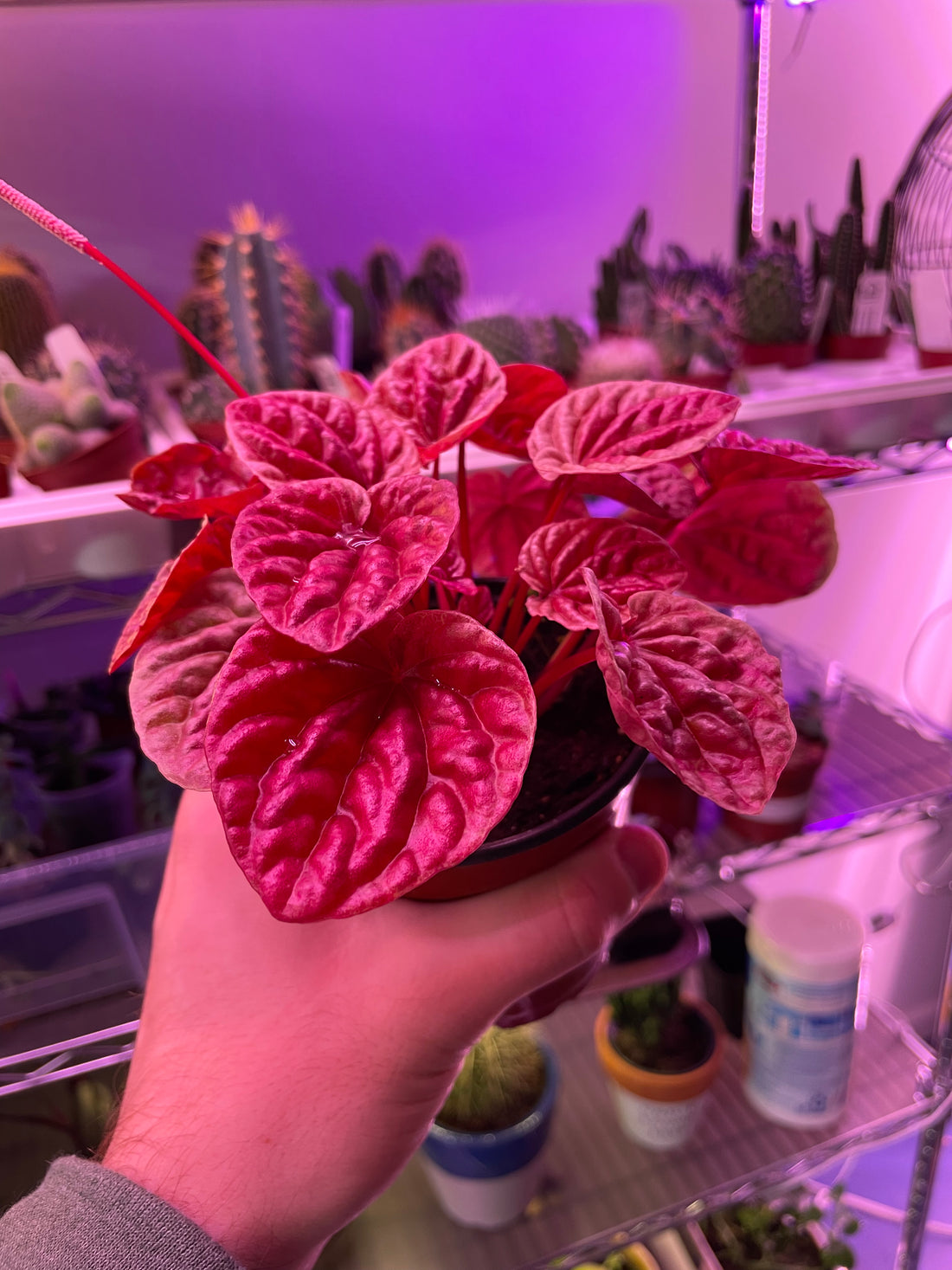 Peperomia Quito