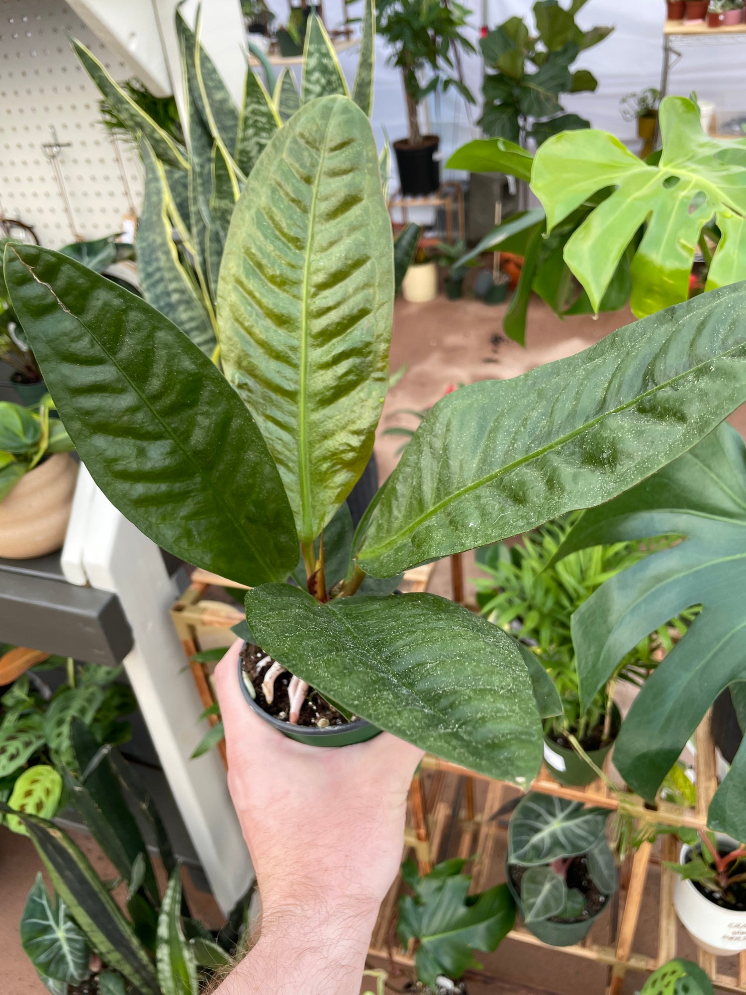 Anthurium Superbum