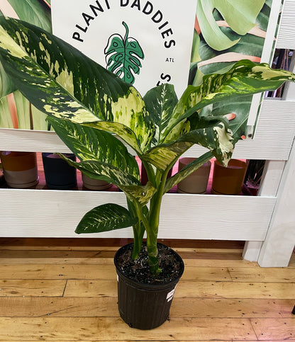 Dieffenbachia Puerto Rico