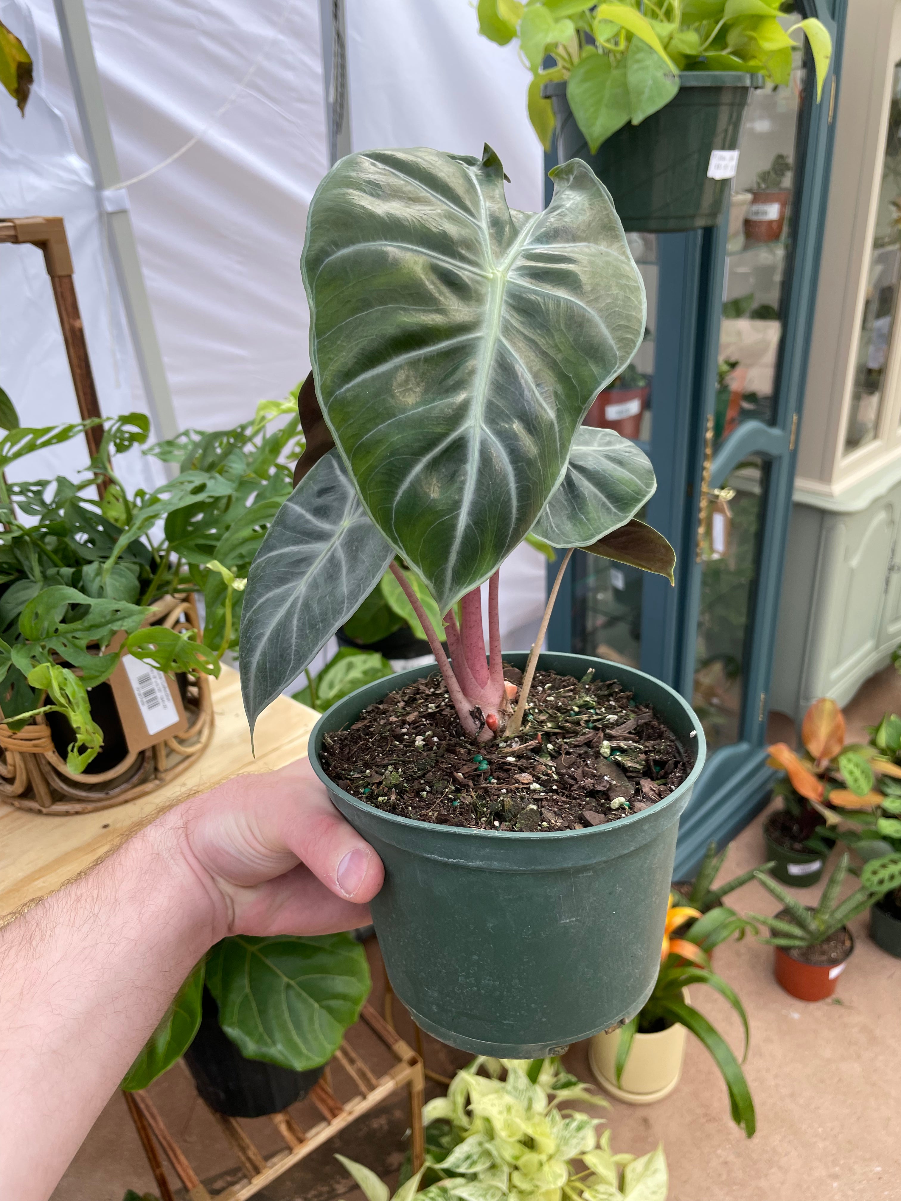 Alocasia Morocco