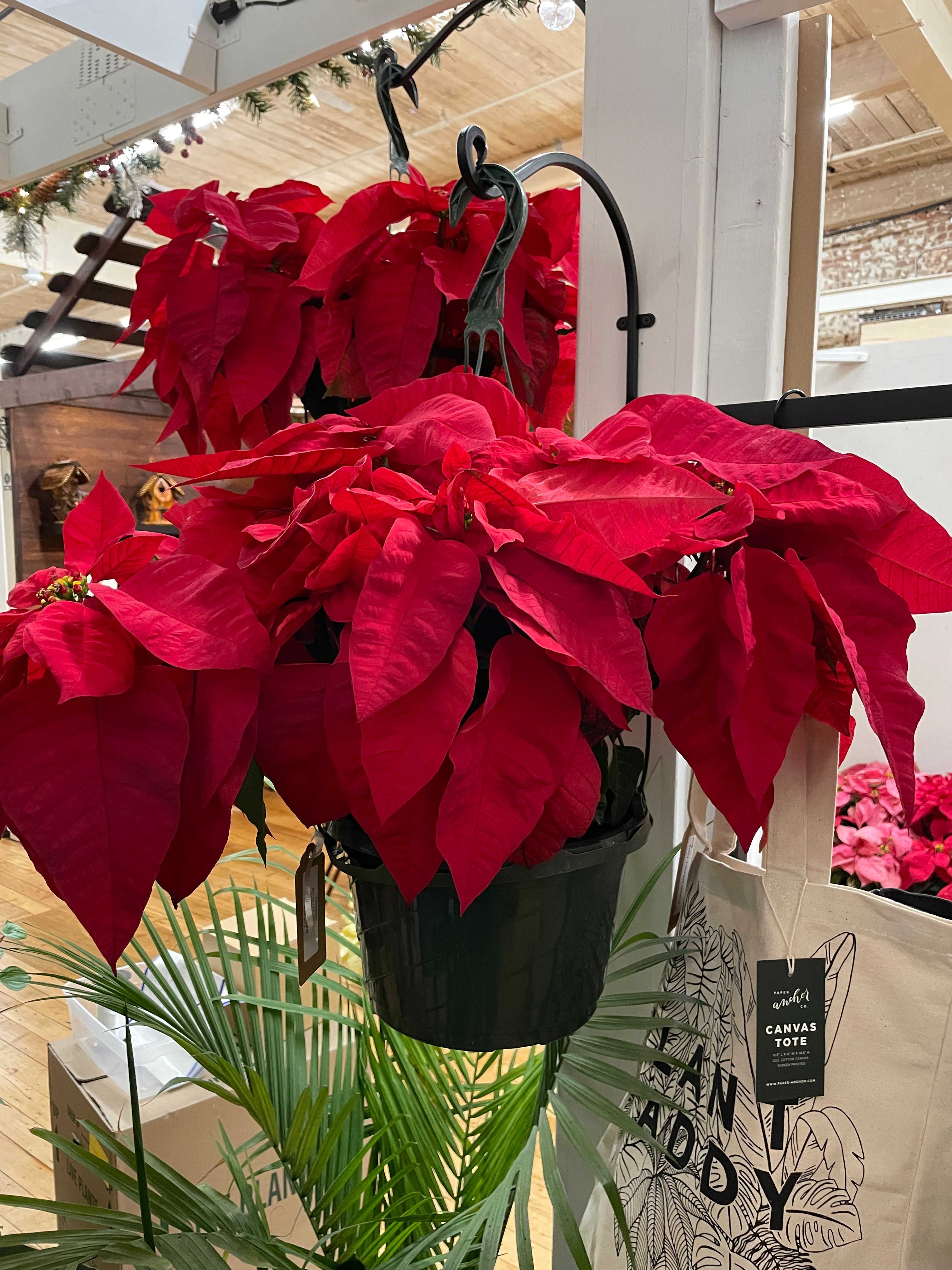 Poinsettia