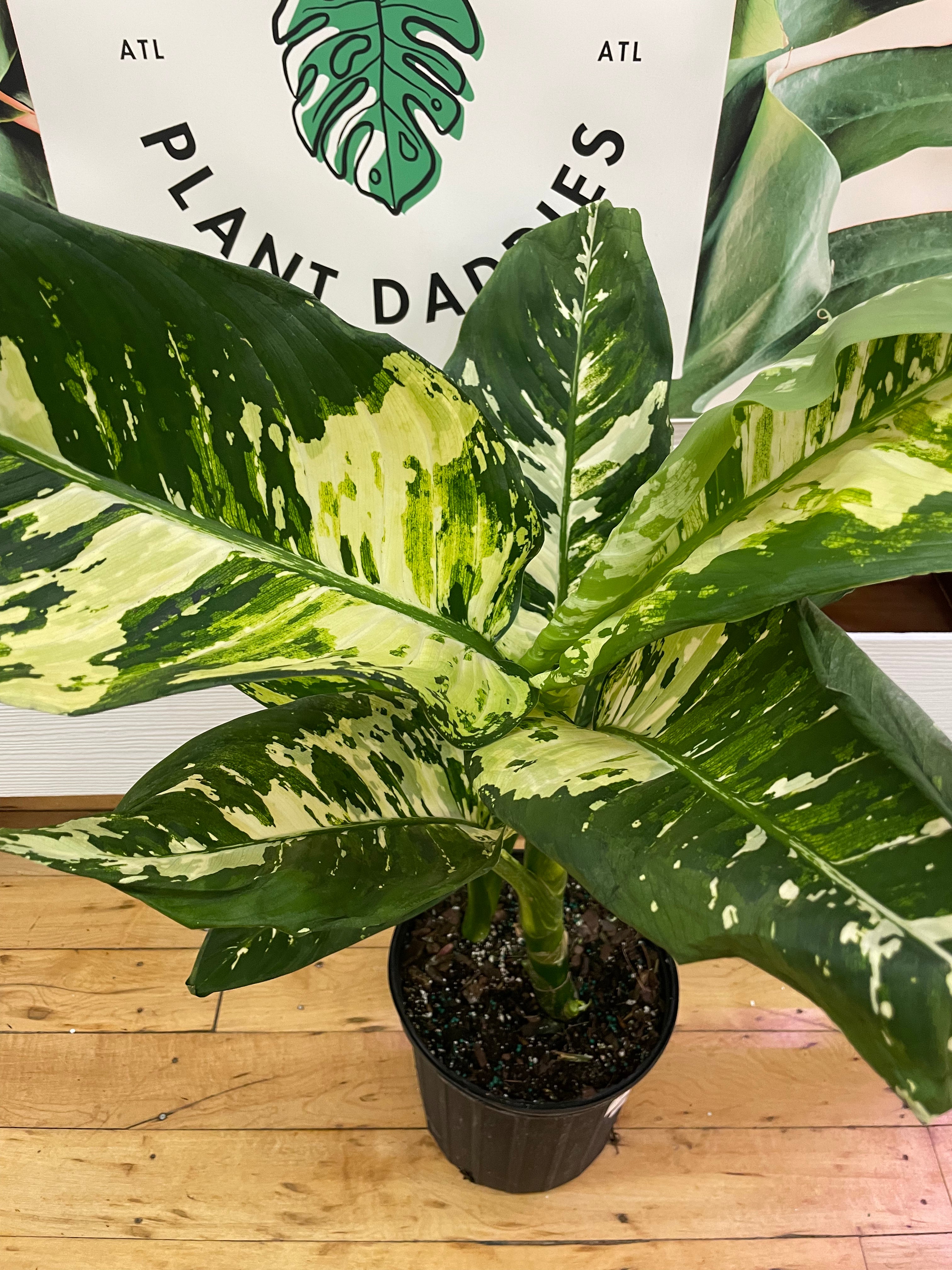 Dieffenbachia Puerto Rico