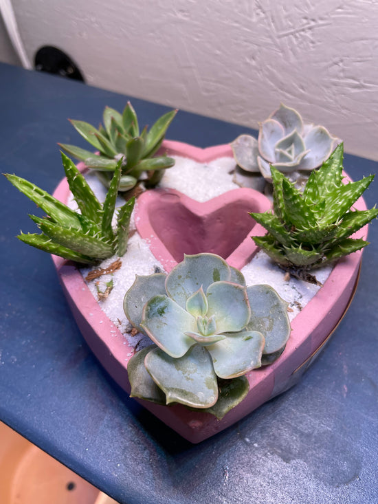 My Love For You Live Succulent Heart