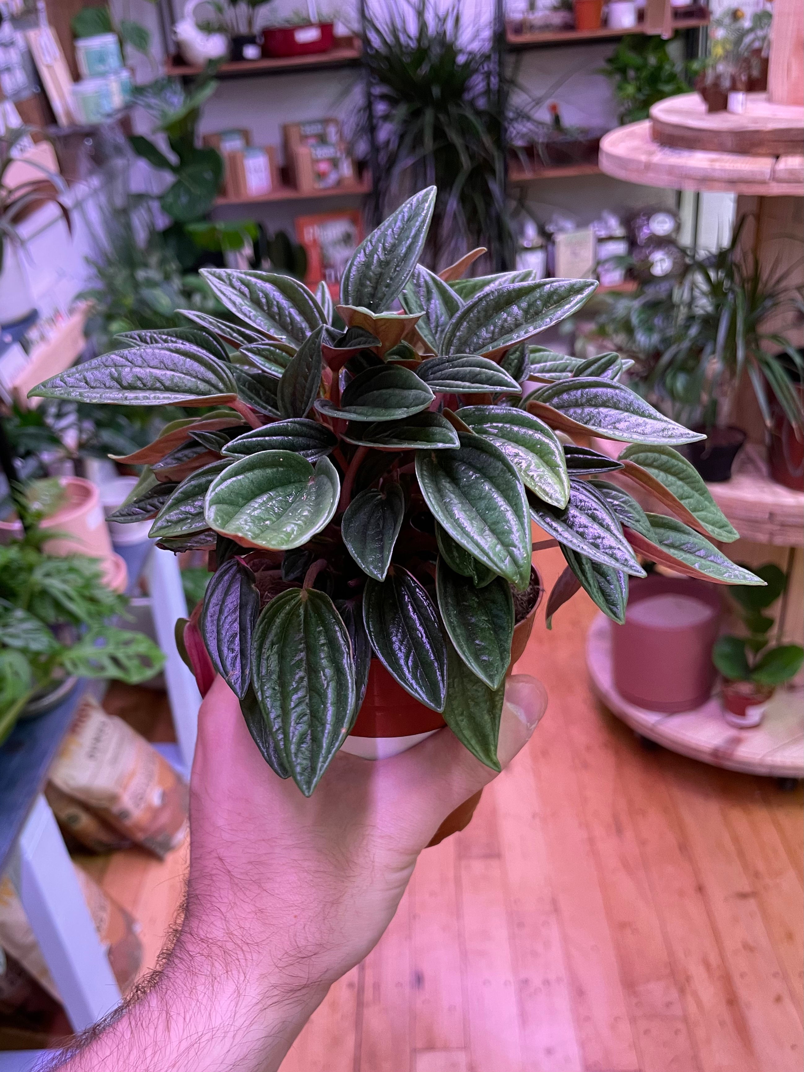 Peperomia Rosso