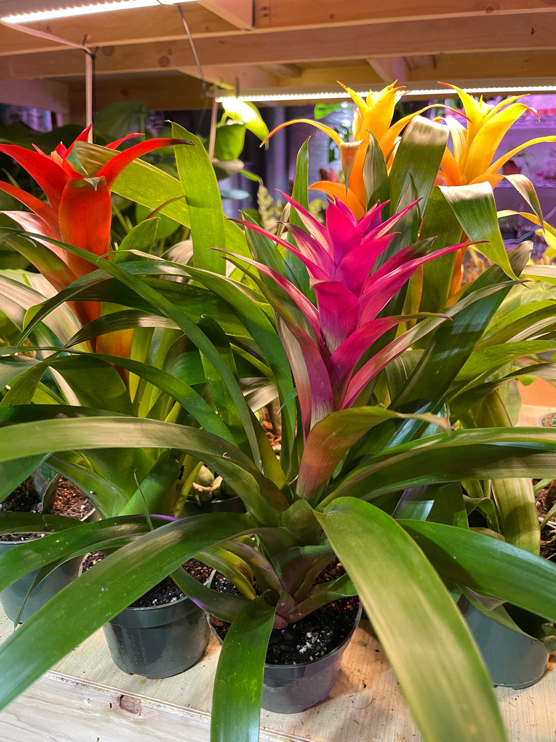 Bromeliads