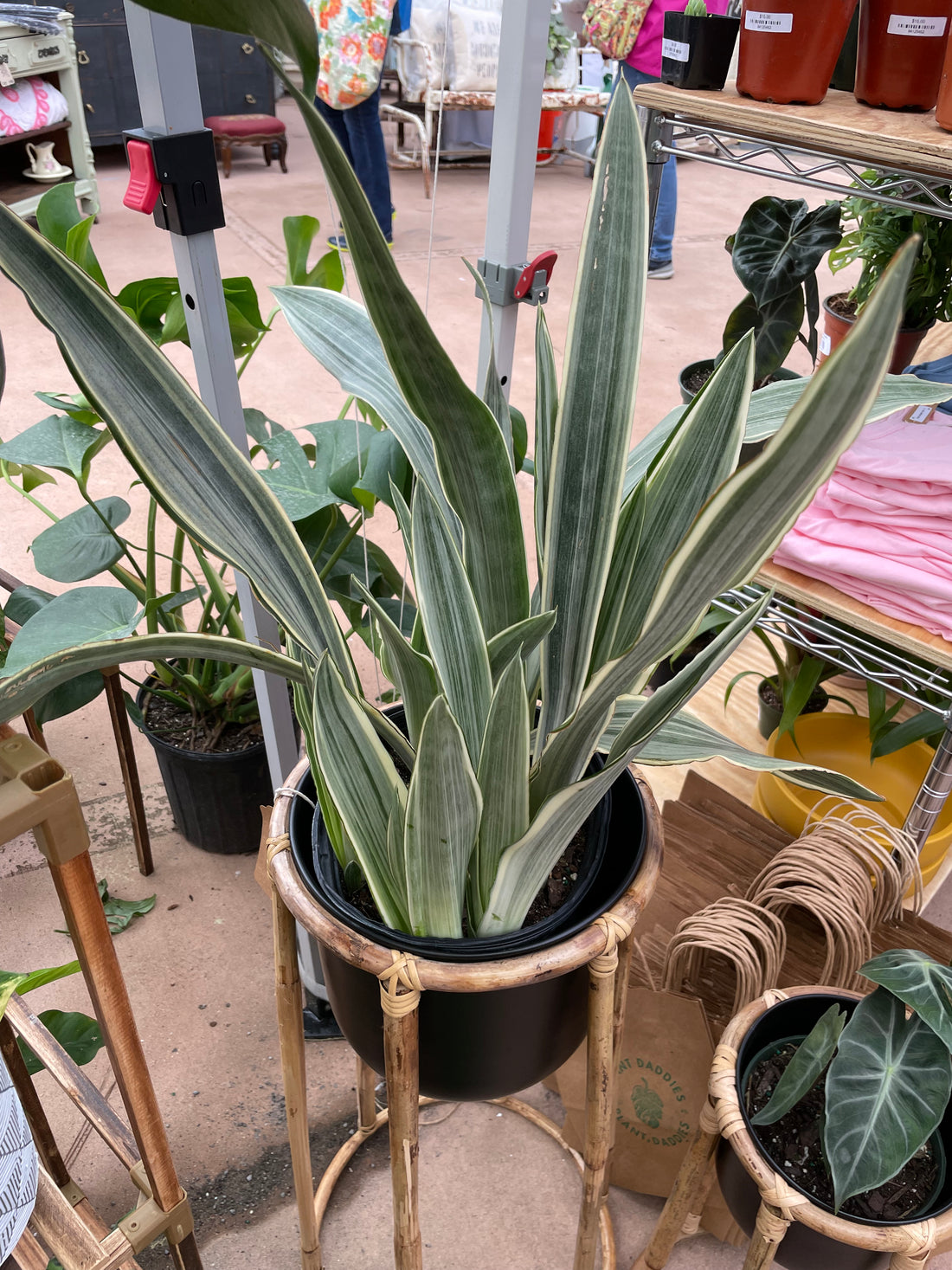 Sansevieria Sayuri