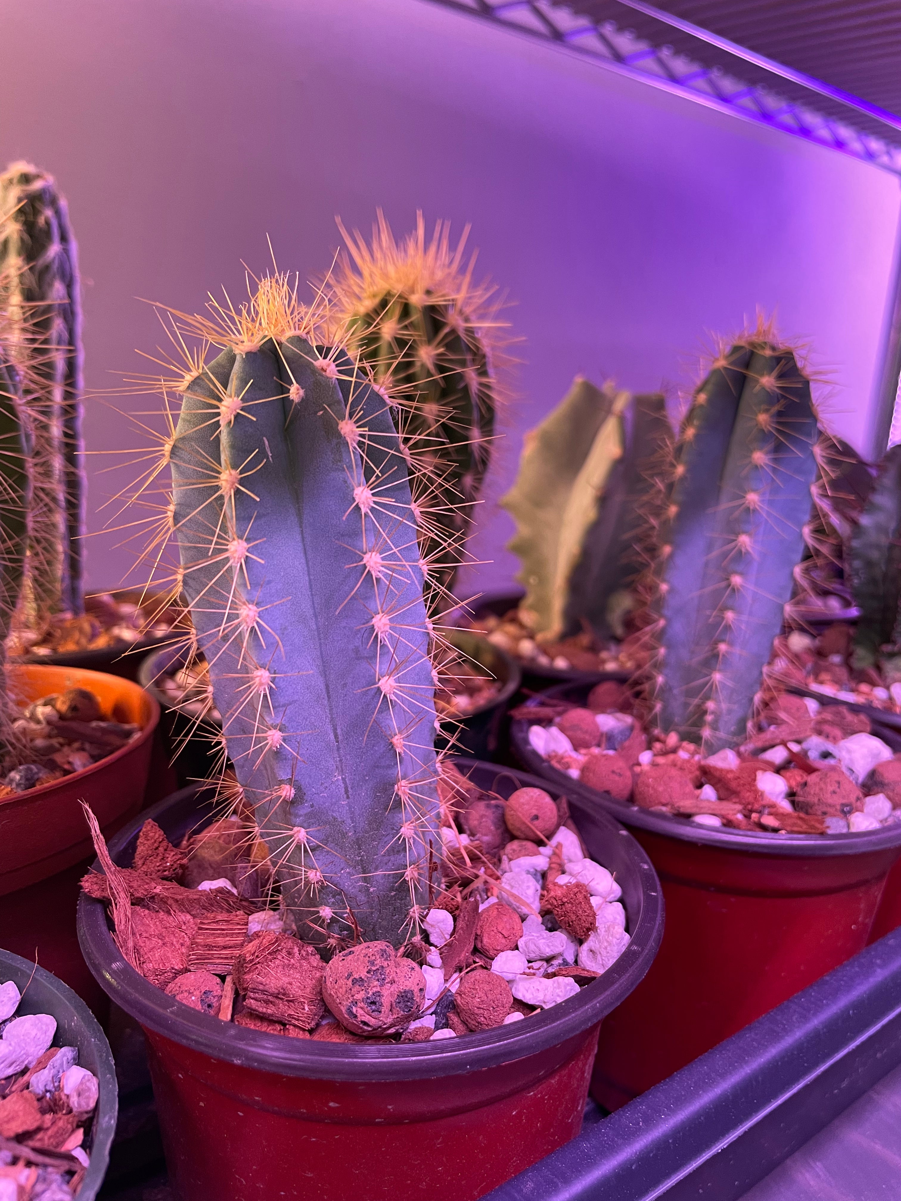 Assorted Small Cactus