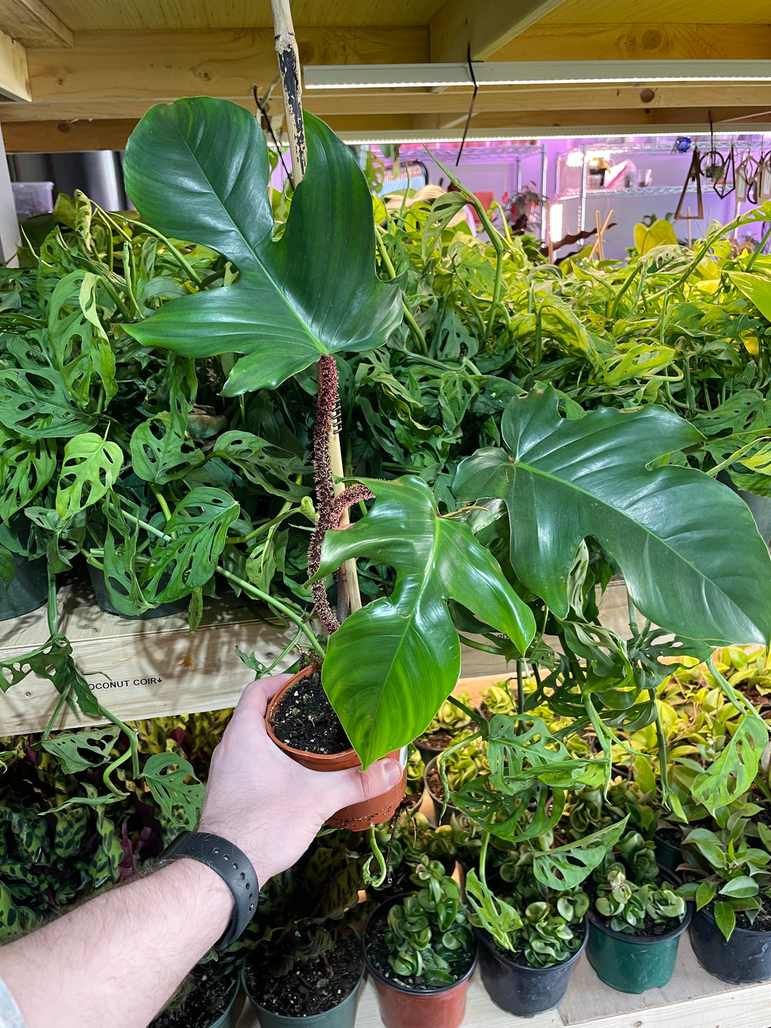 Philodendron Squamiferum