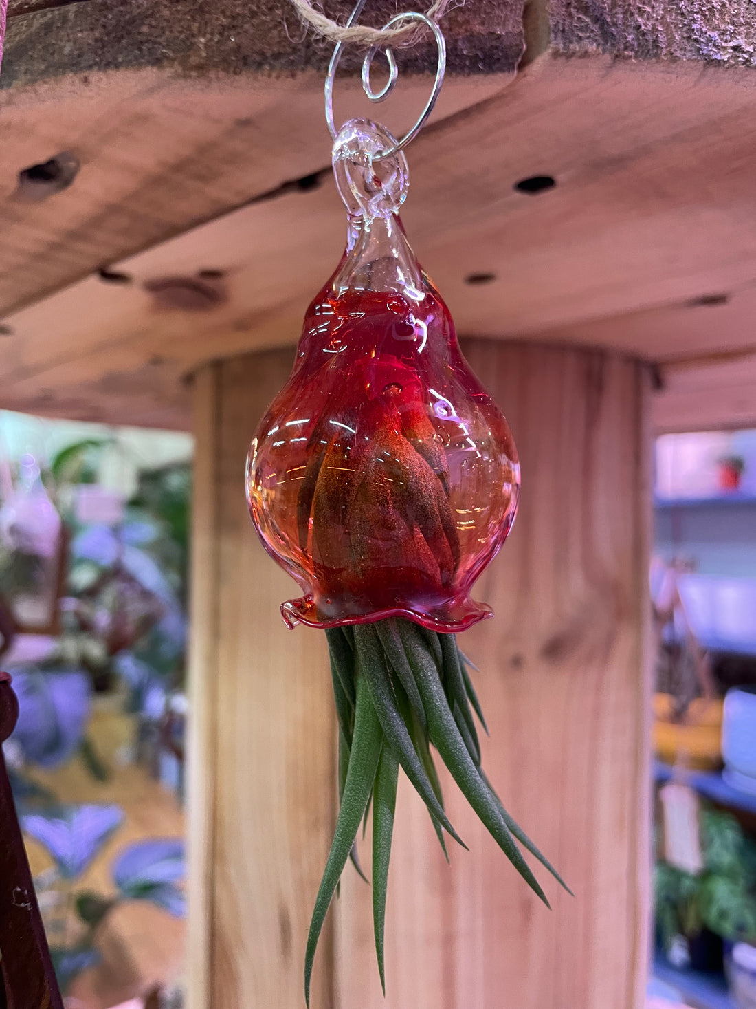 Jellyfish Hand Blown Glass: Dark Orange