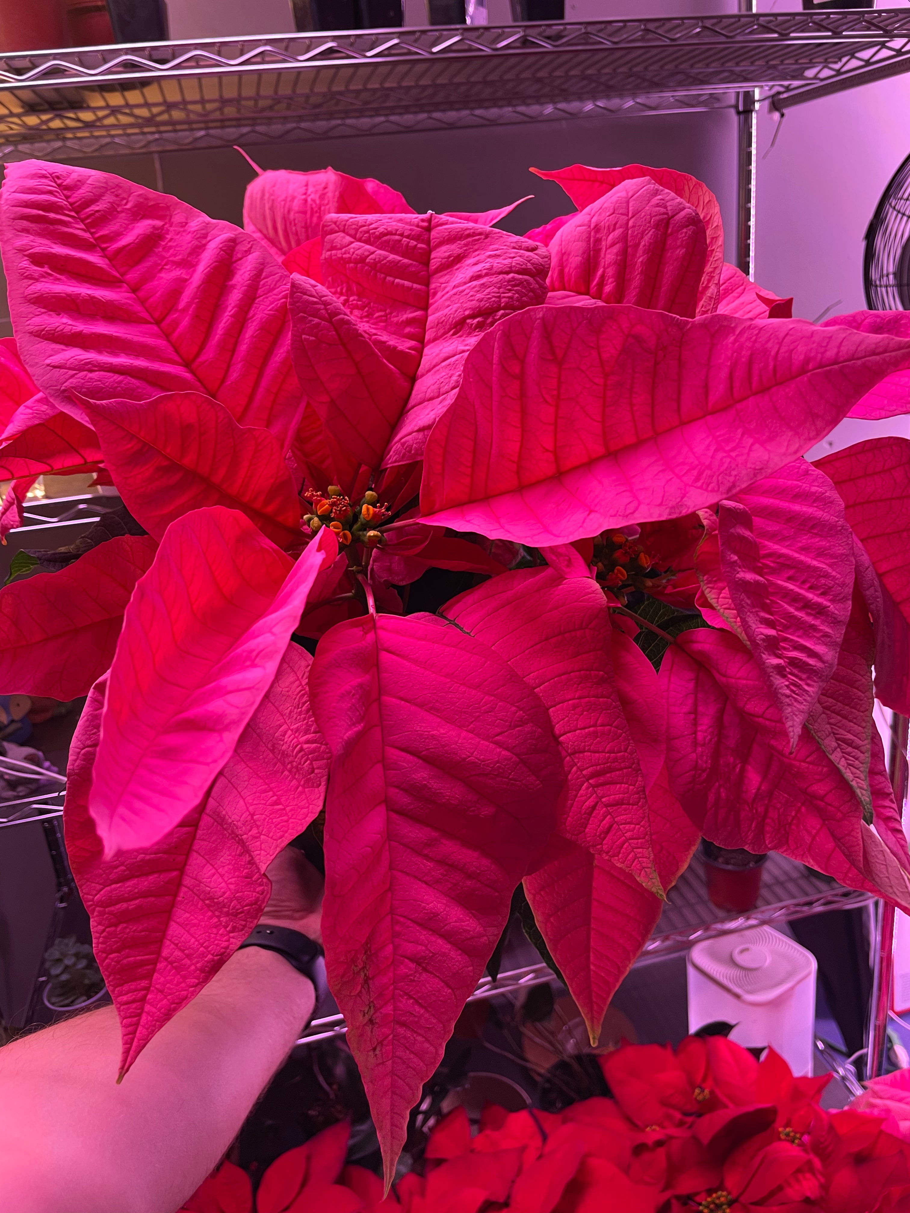 Poinsettia