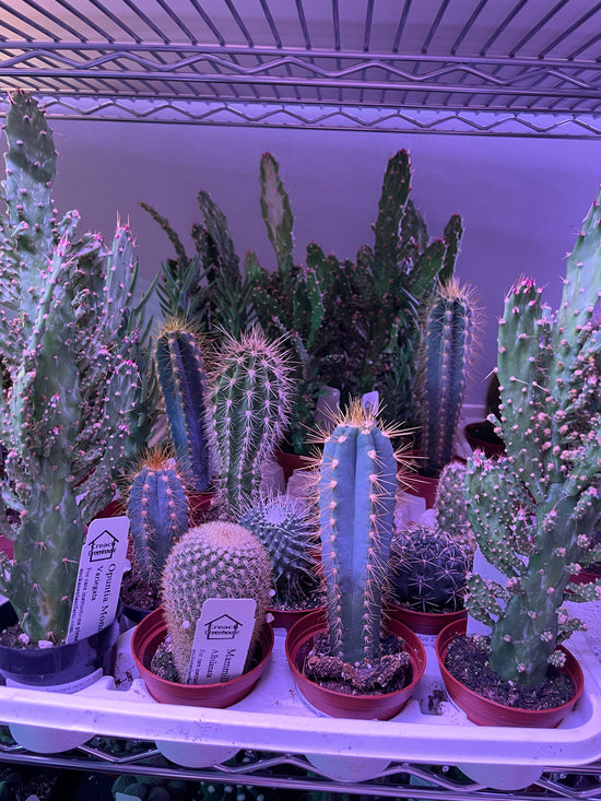 Assorted Small Cactus