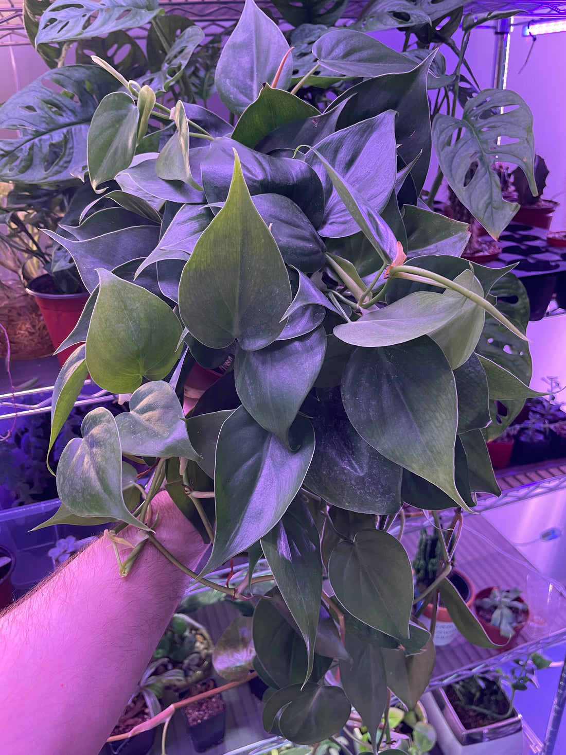 Philodendron Heartleaf