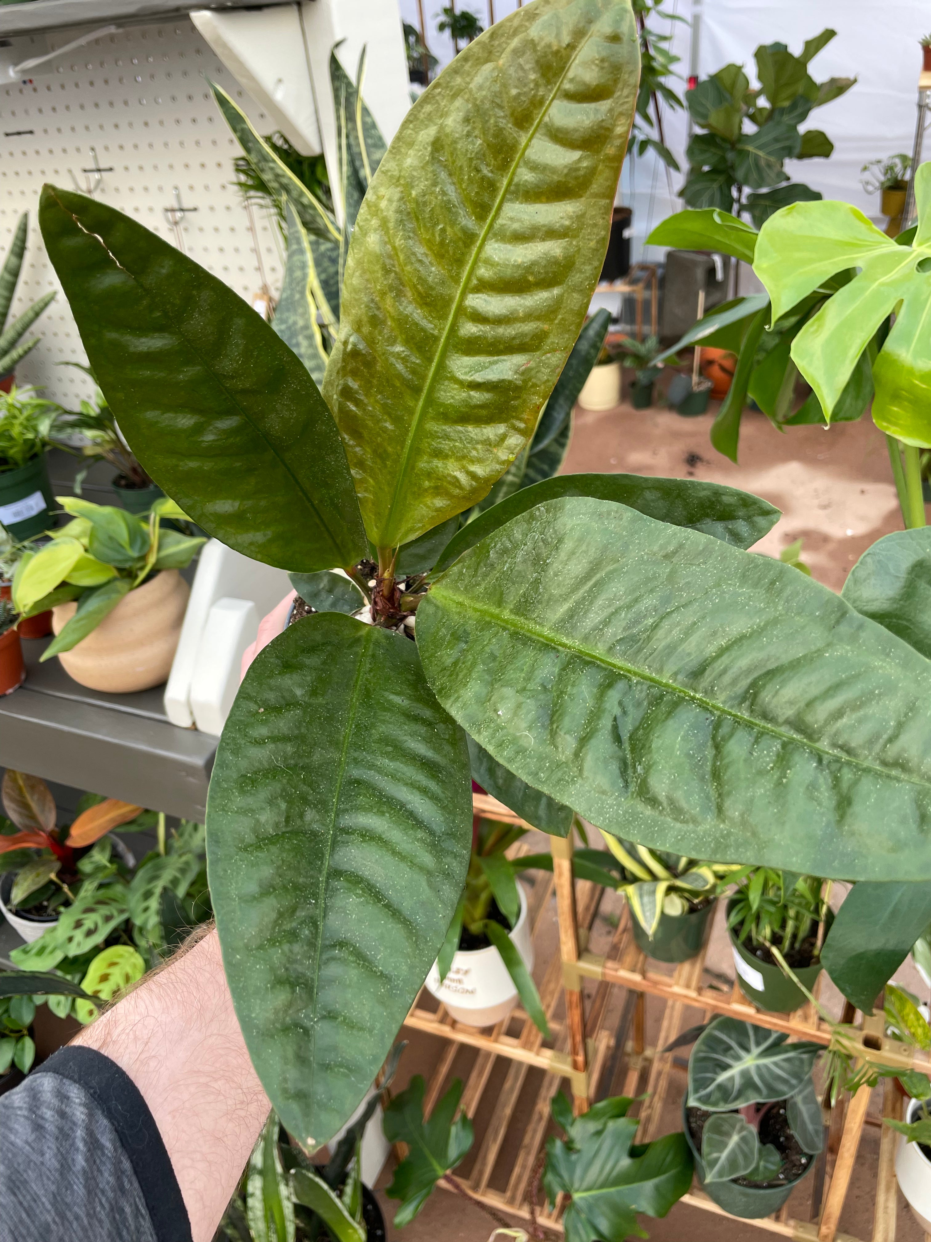 Anthurium Superbum