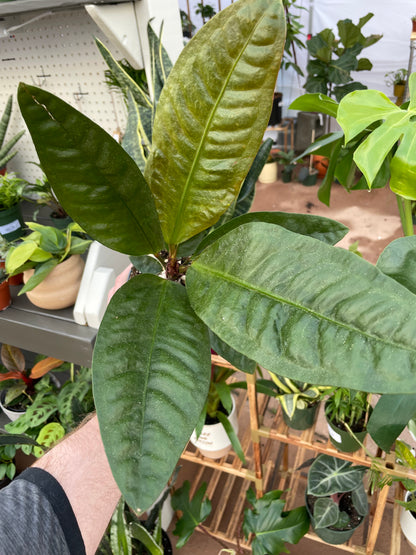 Anthurium Superbum