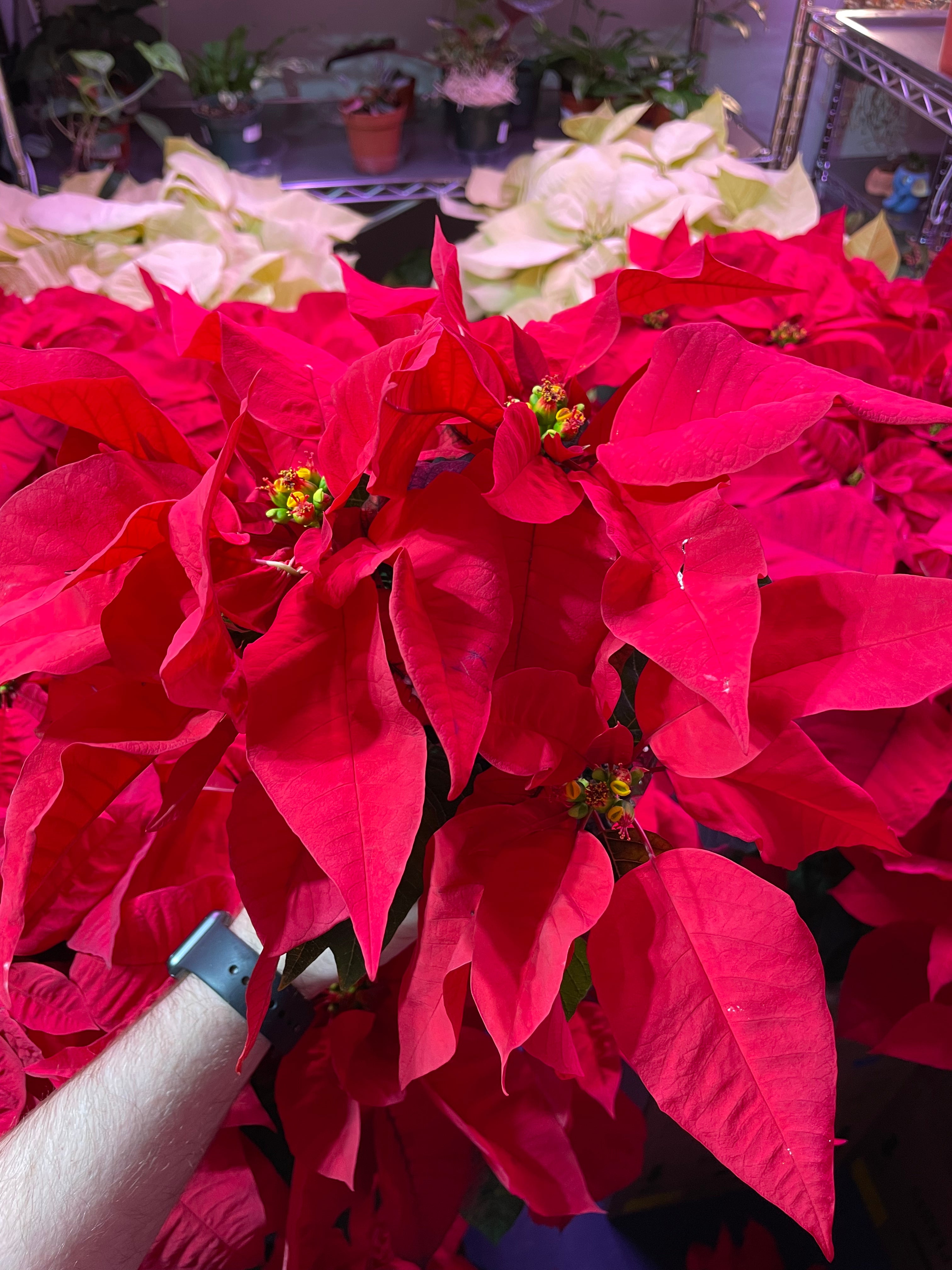 Poinsettia