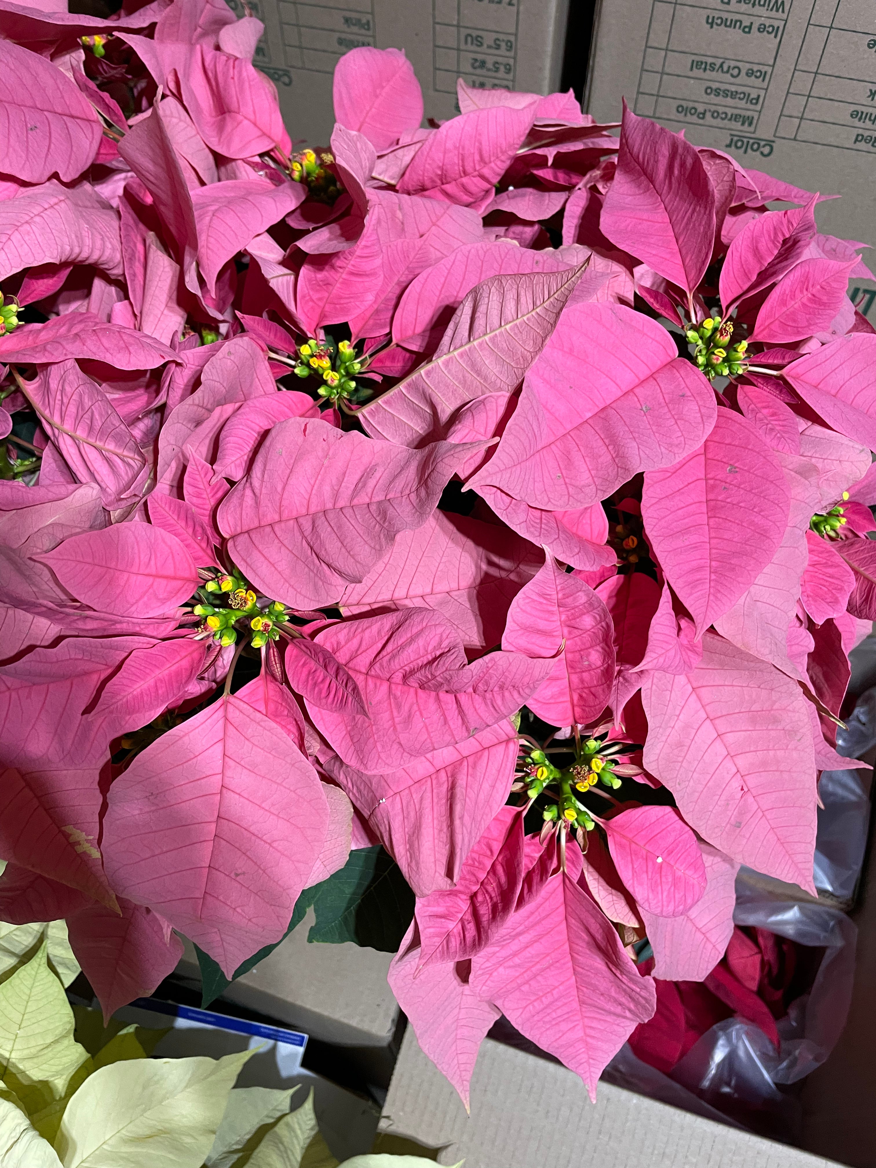 Poinsettia