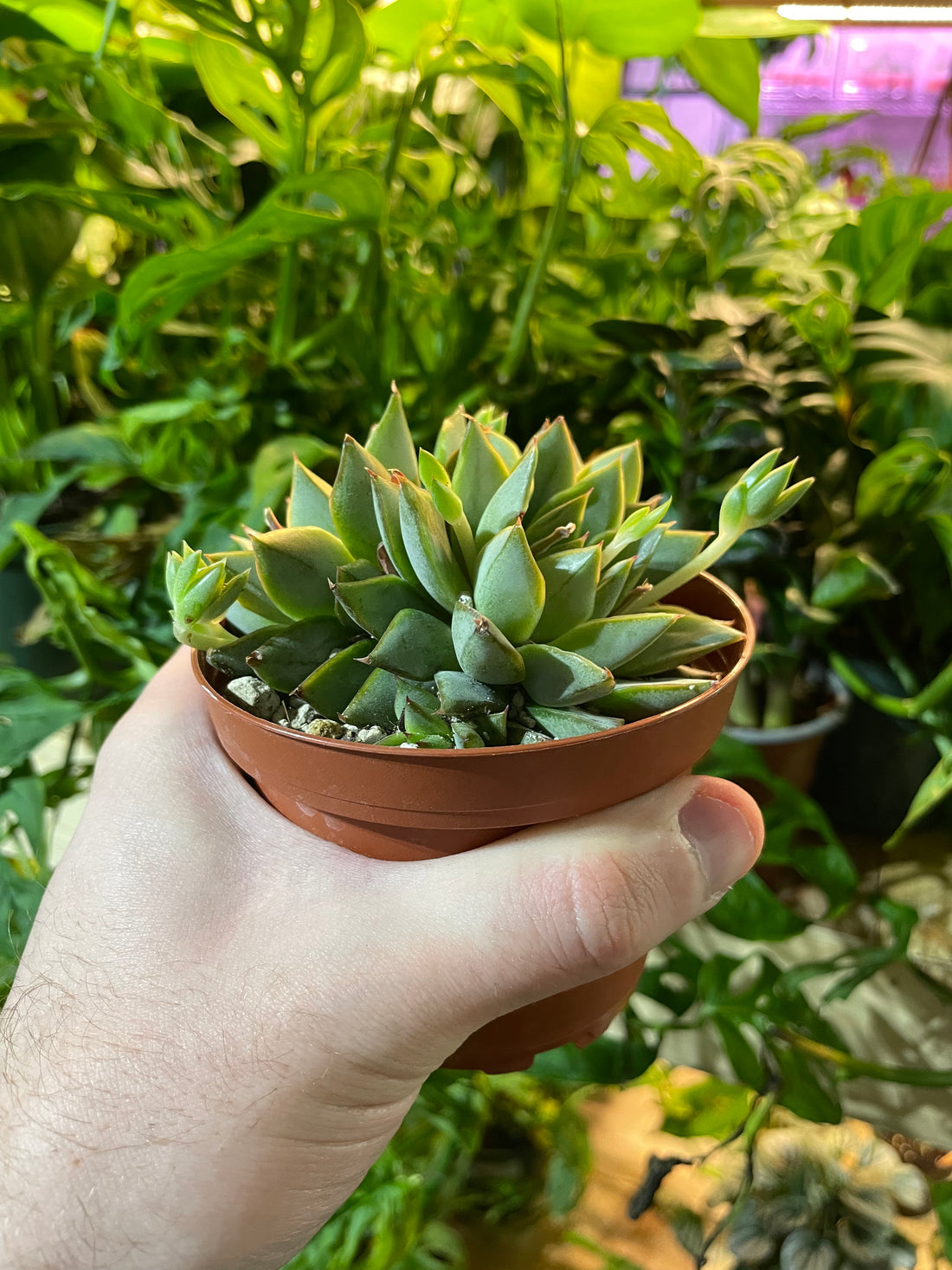 Graptopetalum Macdougallii Succulent