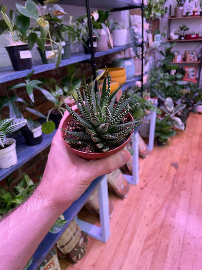 Haworthia Zebra Succulent