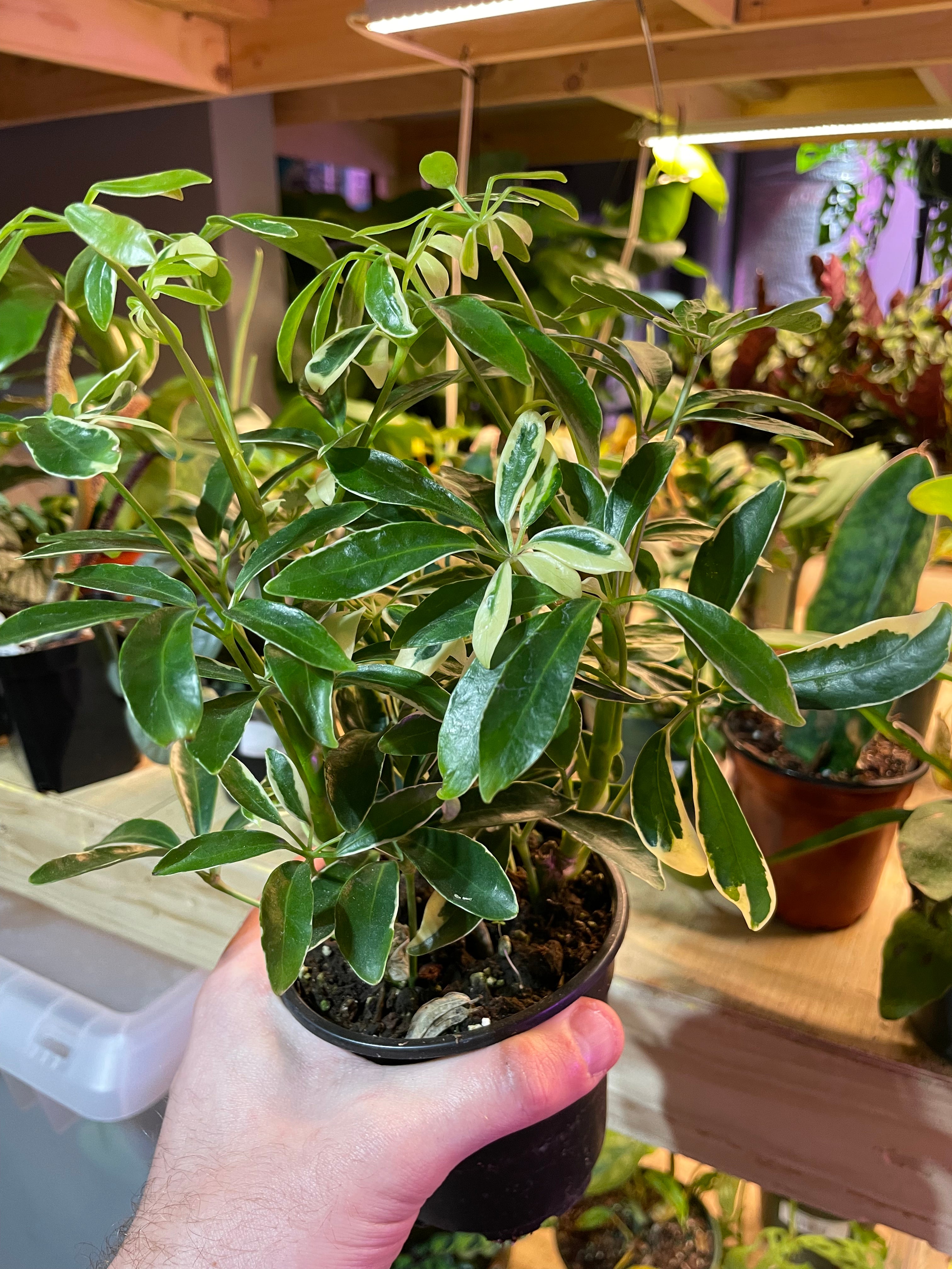 Schefflera Arboricola Variegated