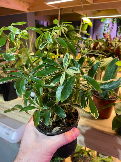 Schefflera Arboricola Variegated