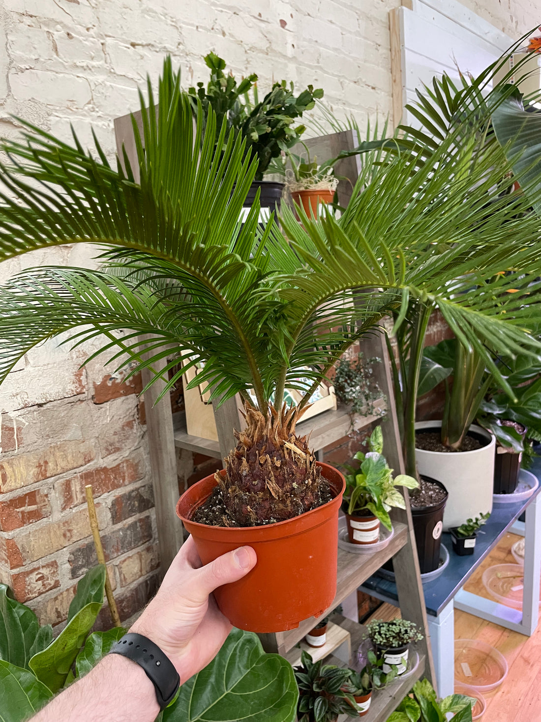 Sago Palm