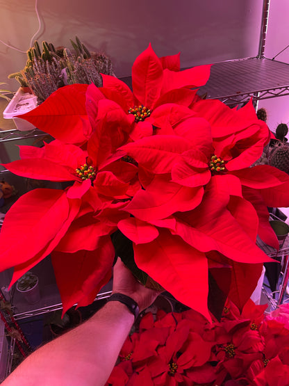 Poinsettia