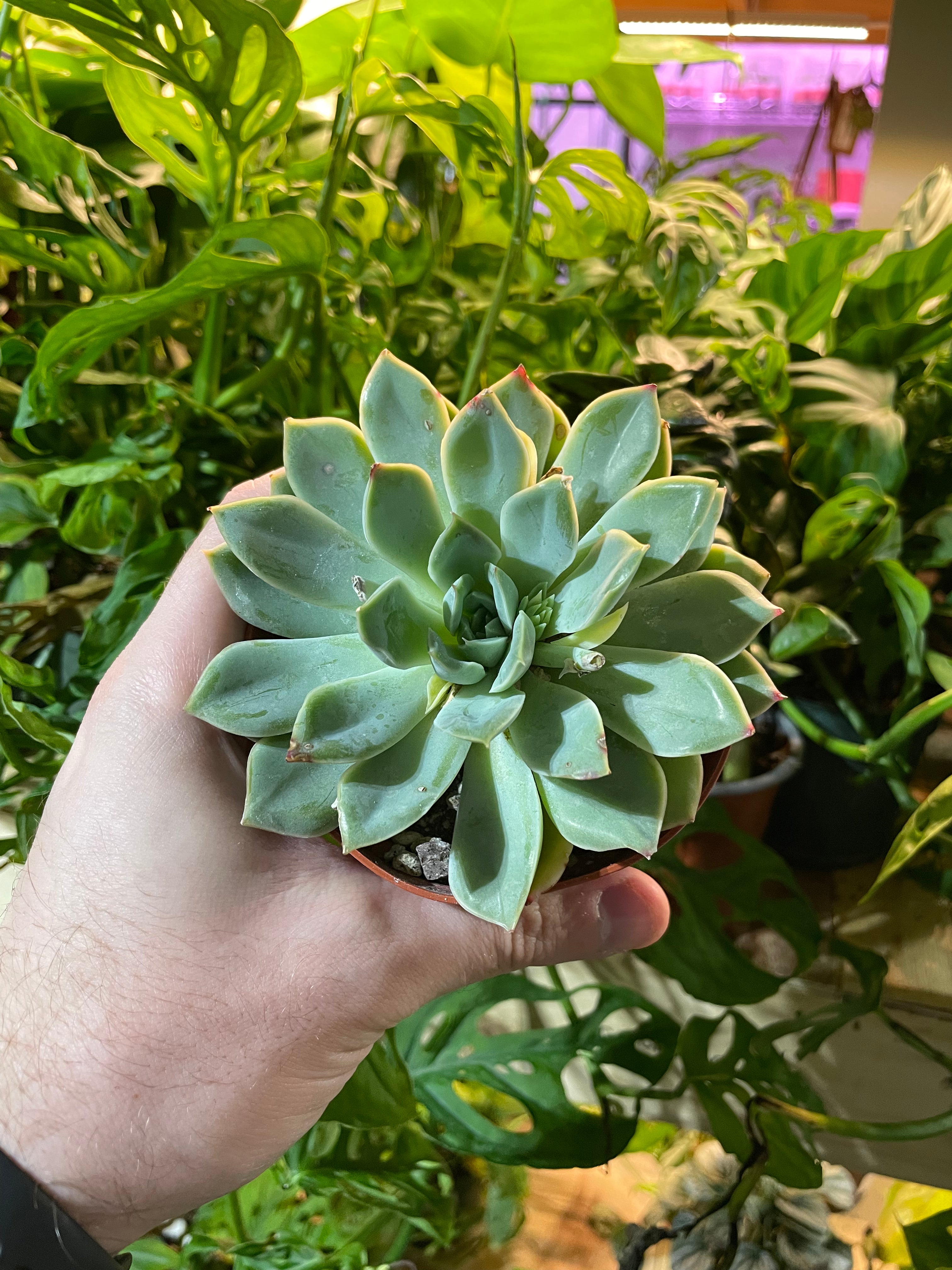 Mexican Snowball Succulent