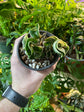 Hoya Rope Variegated
