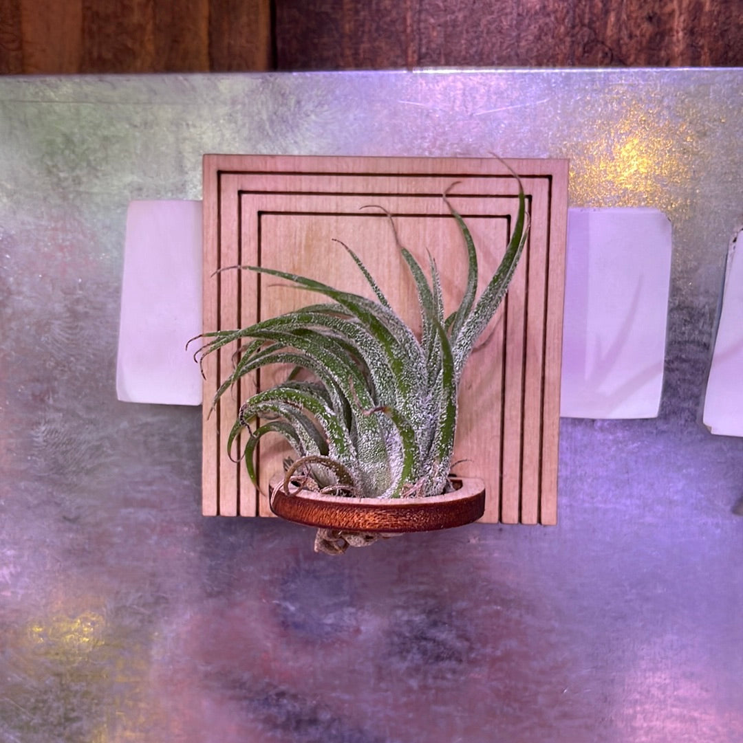 Wood Air Plant Magnet Square