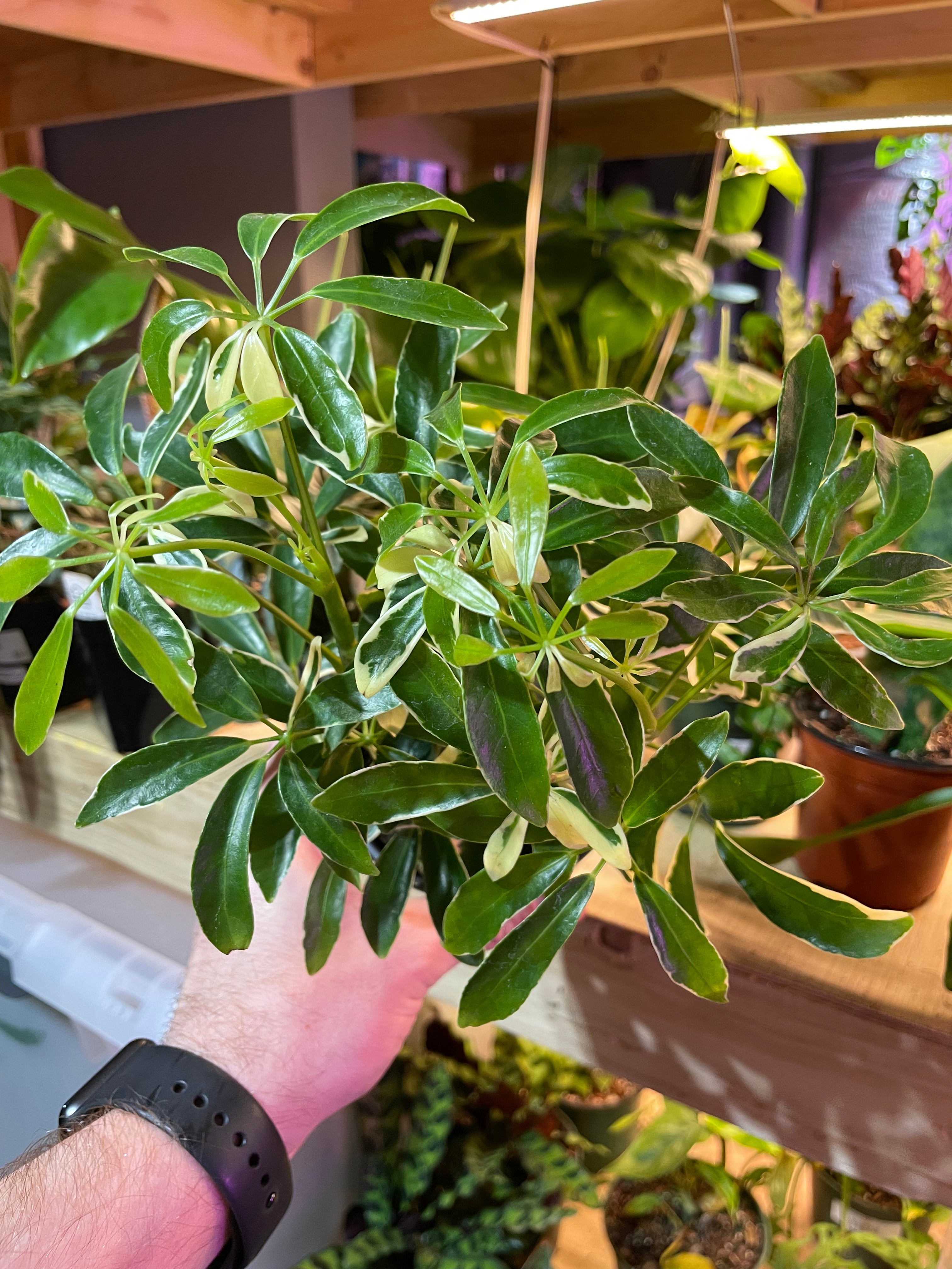 Schefflera Arboricola Variegated