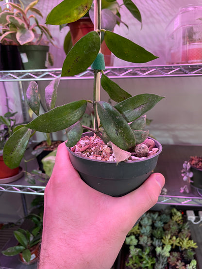 Hoya Lacunosa Big Leaf