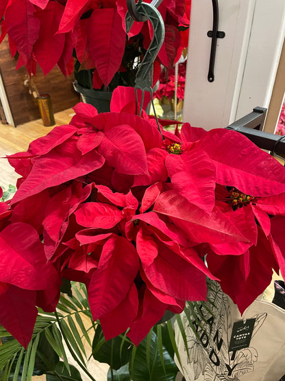 Poinsettia