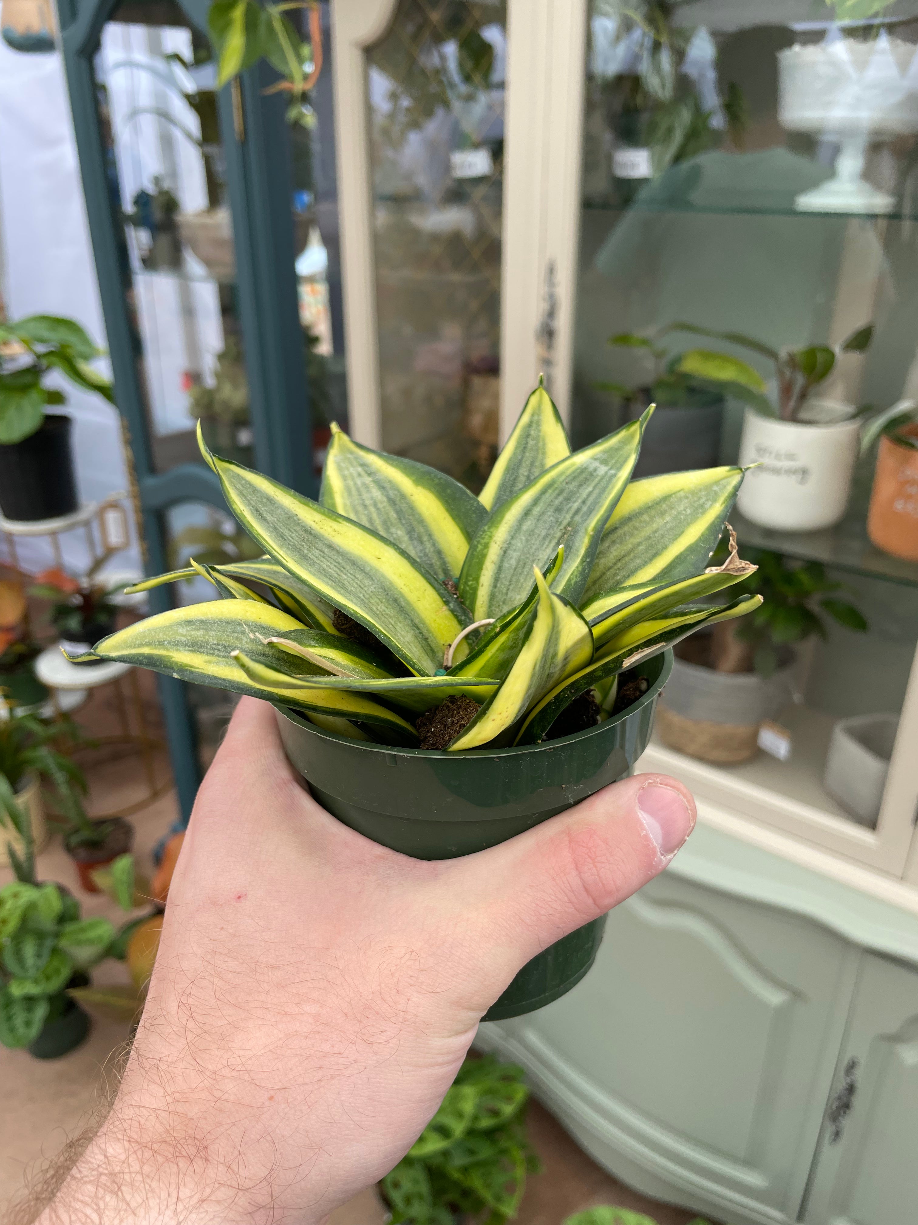 Sansevieria Gold Hahnii