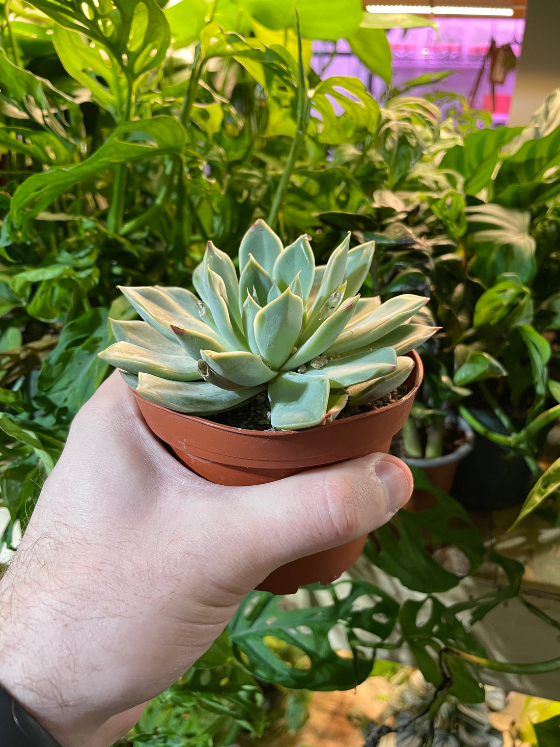 Mexican Snowball Succulent