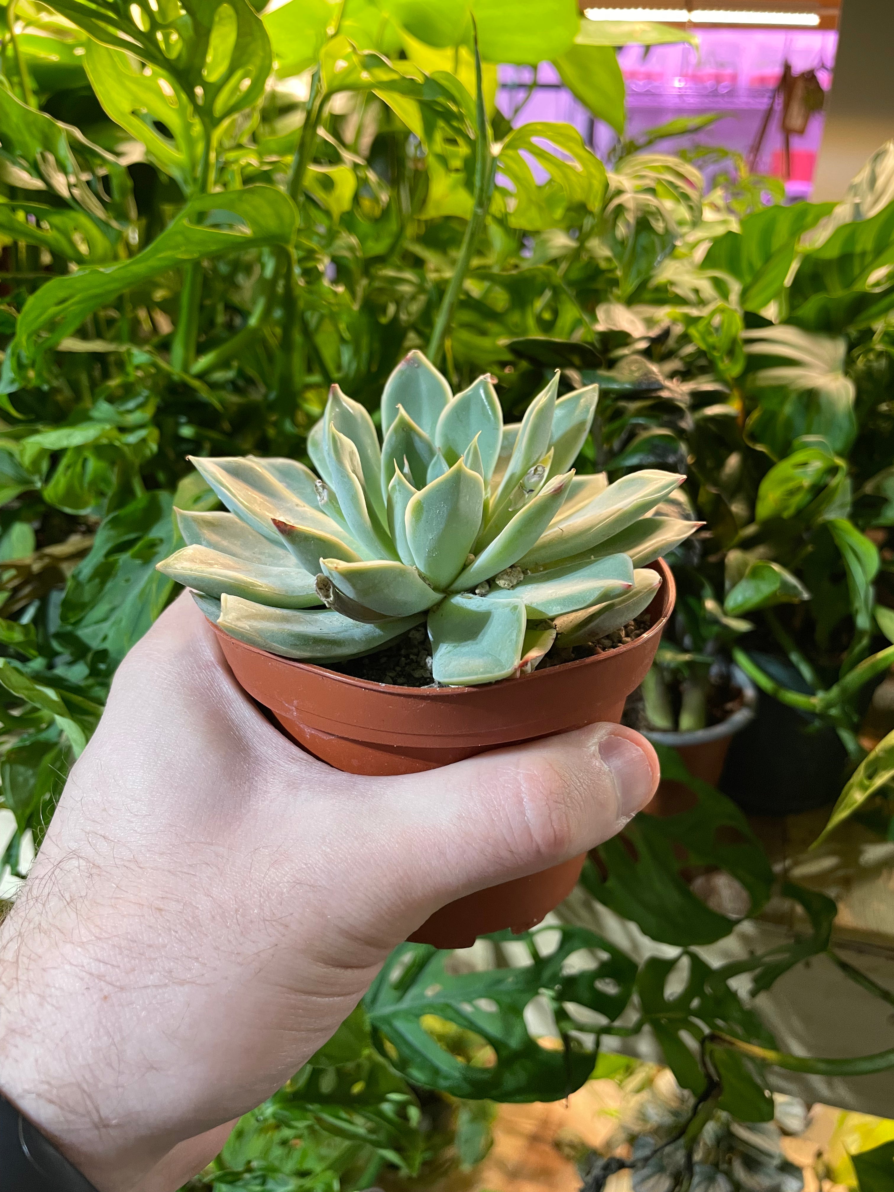 Mexican Snowball Succulent