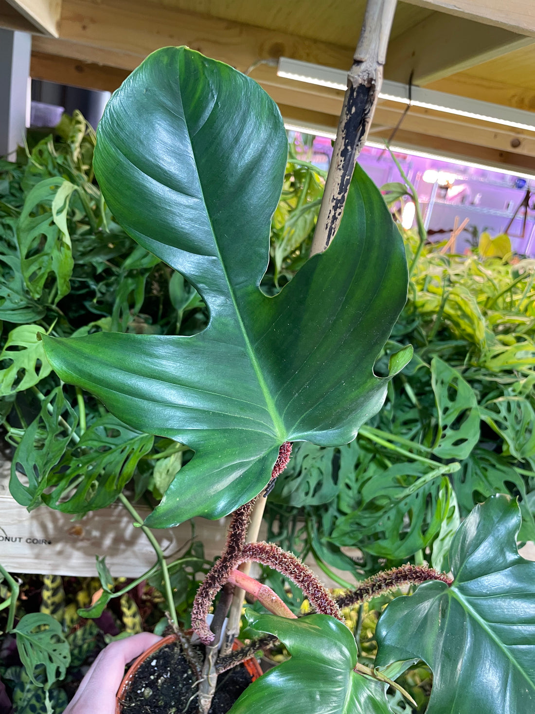 Philodendron Squamiferum