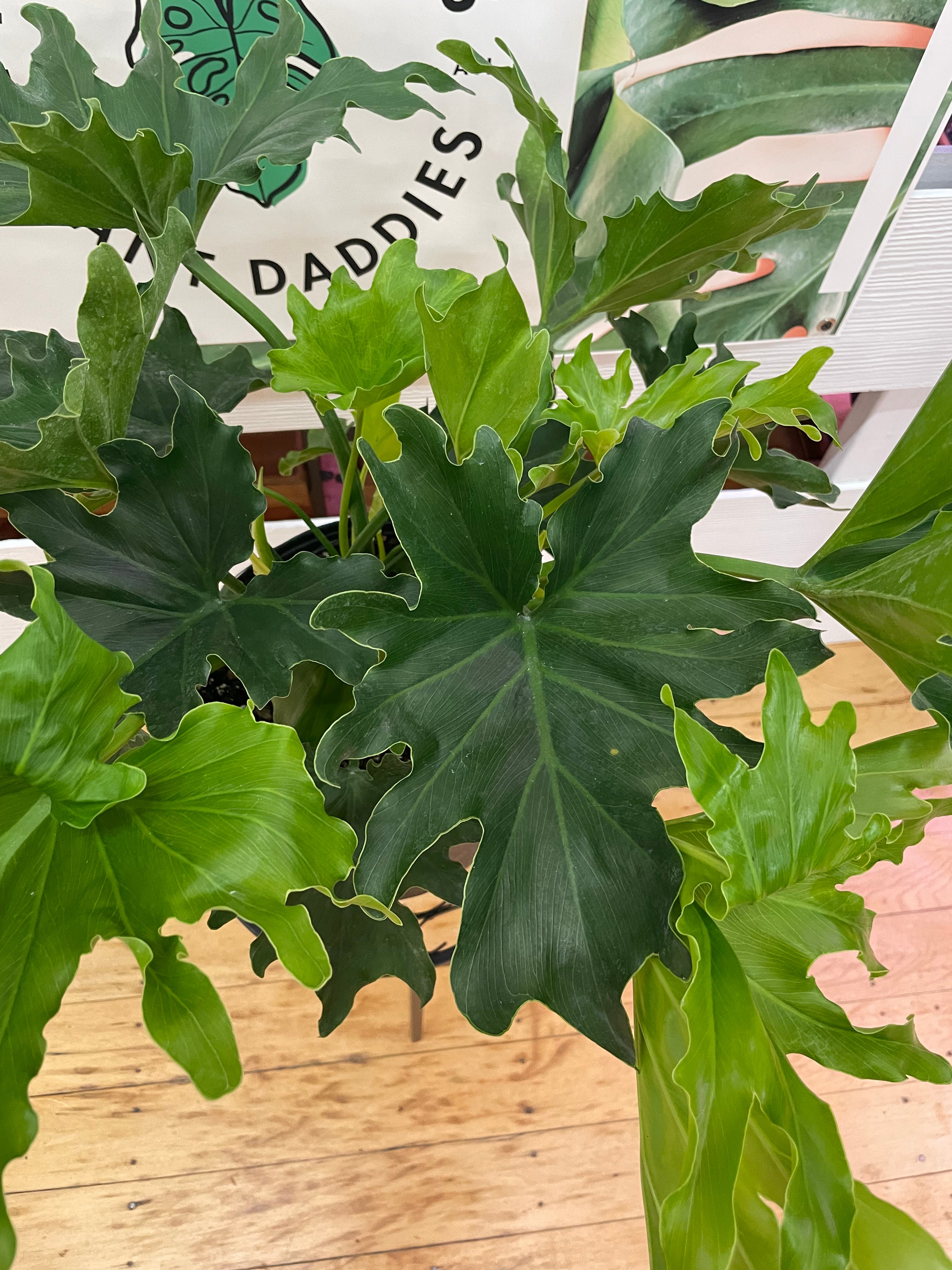 Philodendron Lickety Split