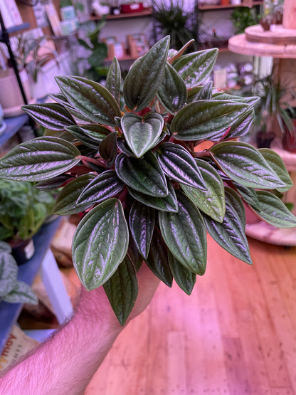 Peperomia Rosso