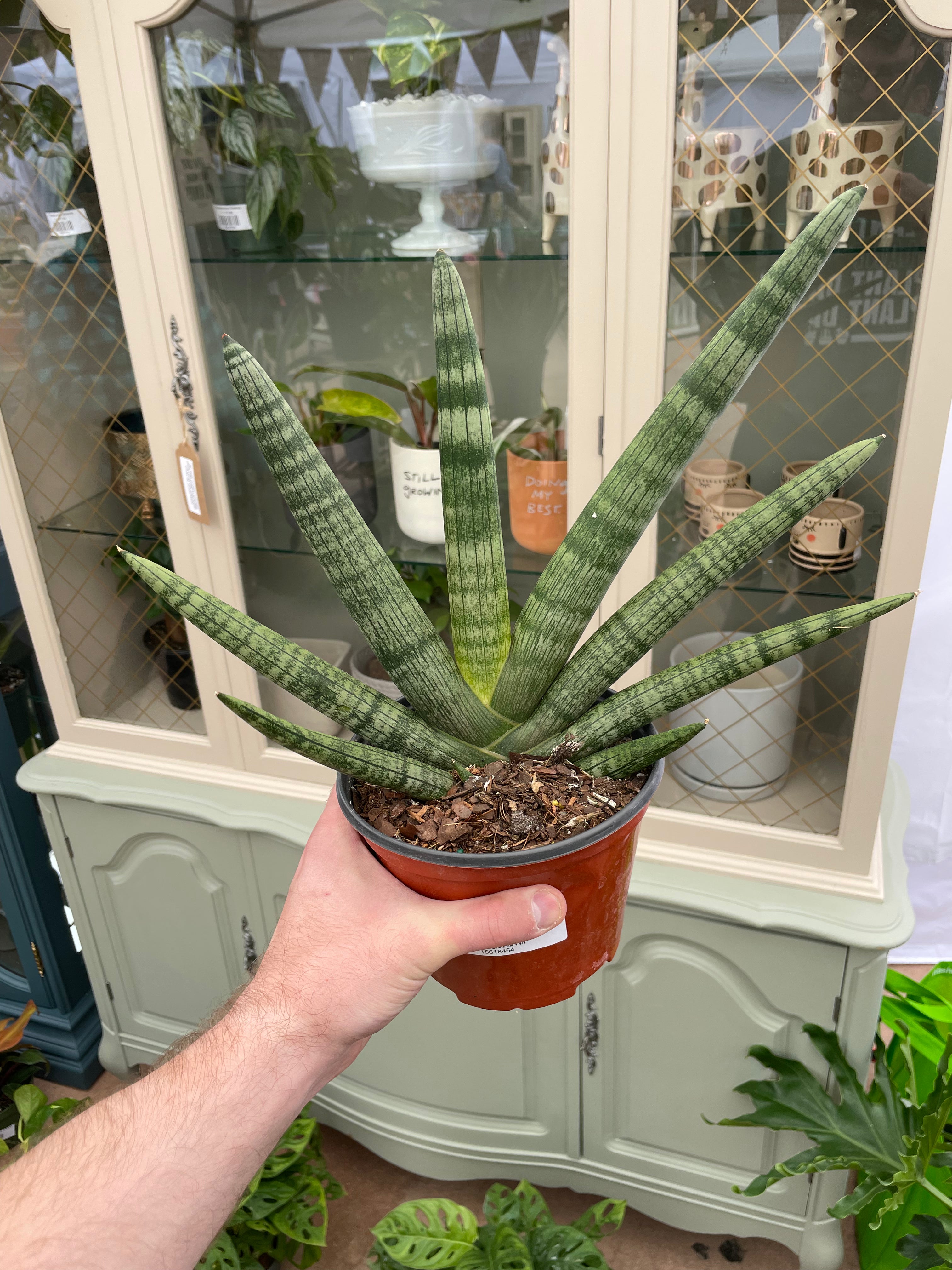 Sansevieria Starfish