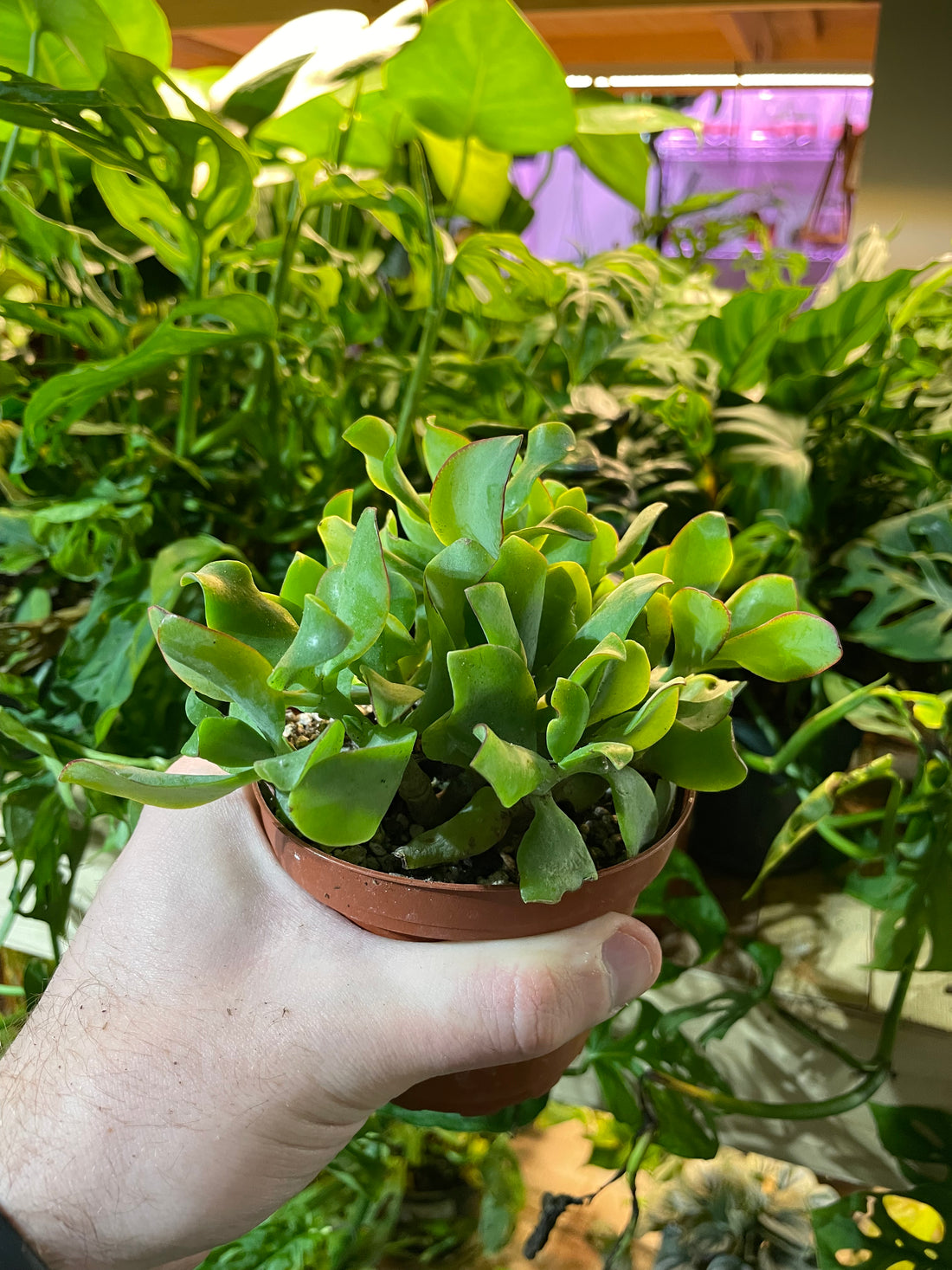 Curly Jade Succulent