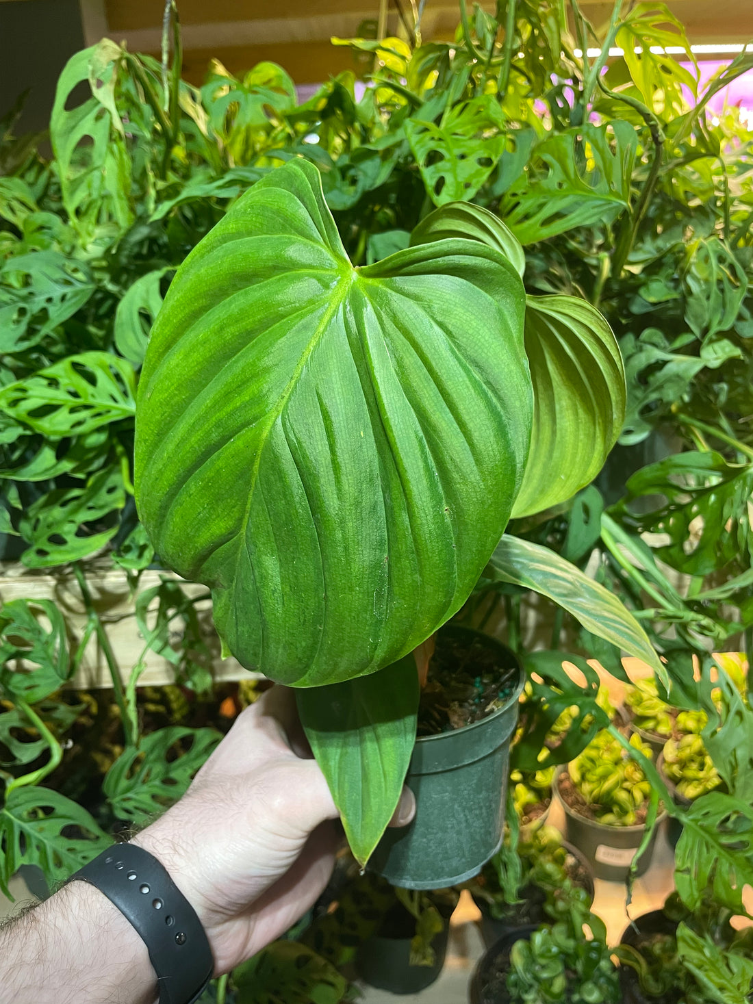 Philodendron Fuzzy Petiole