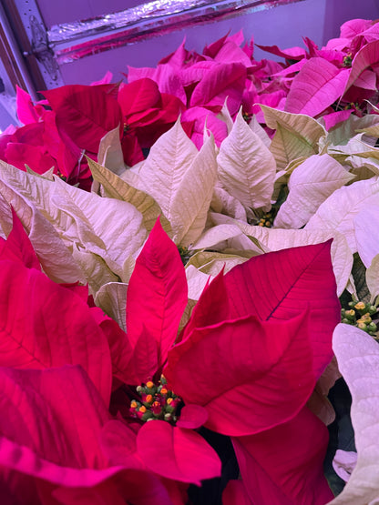 Poinsettia