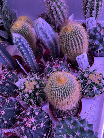 Assorted Small Cactus