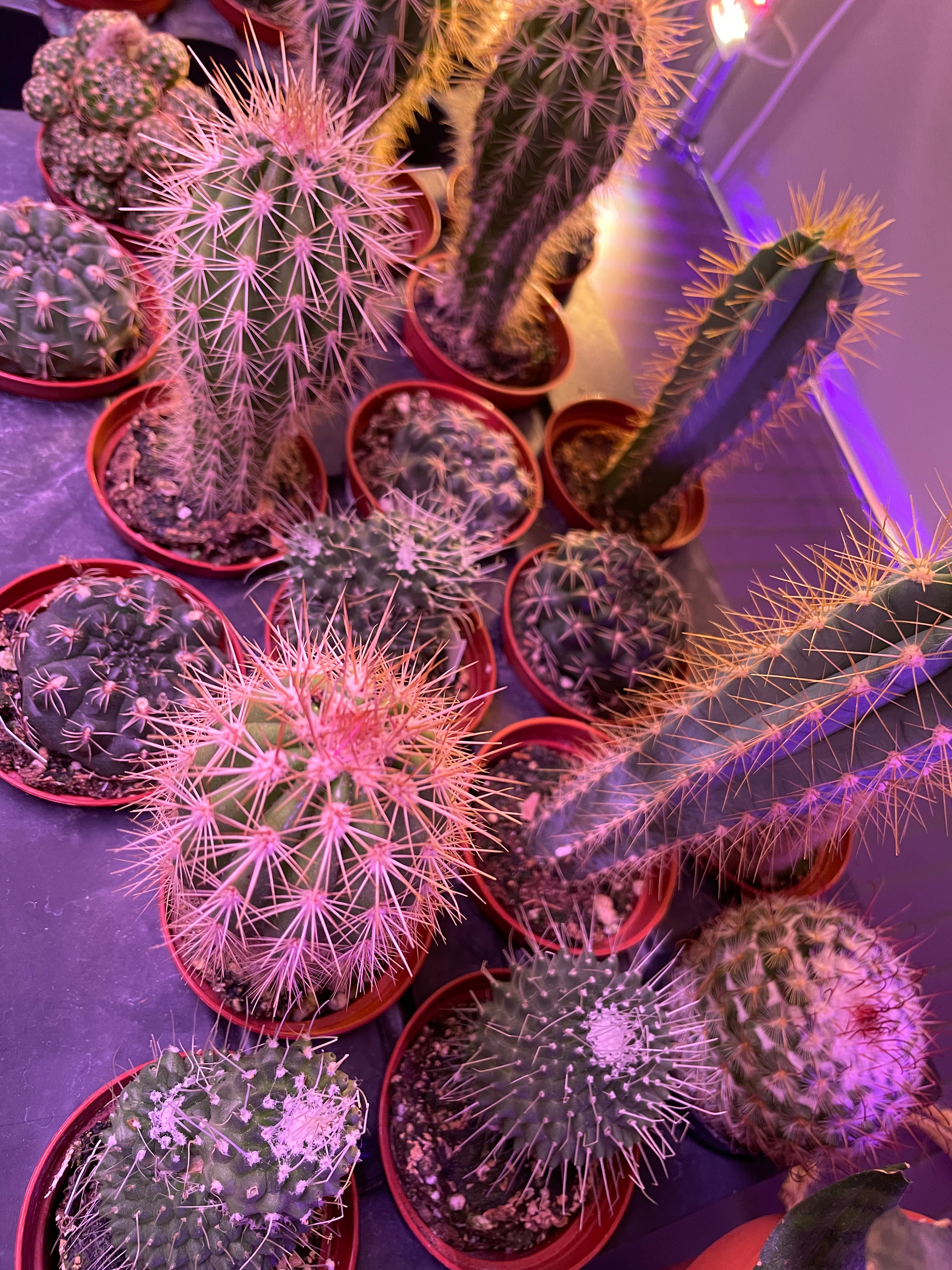 Assorted Small Cactus