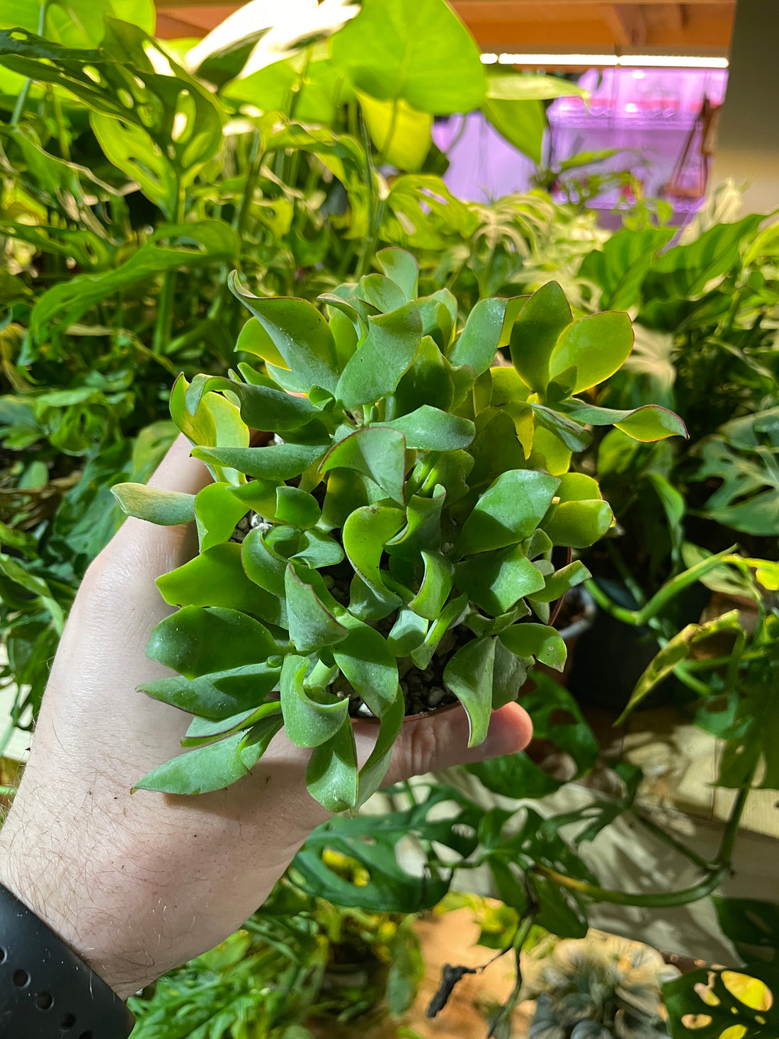 Curly Jade Succulent