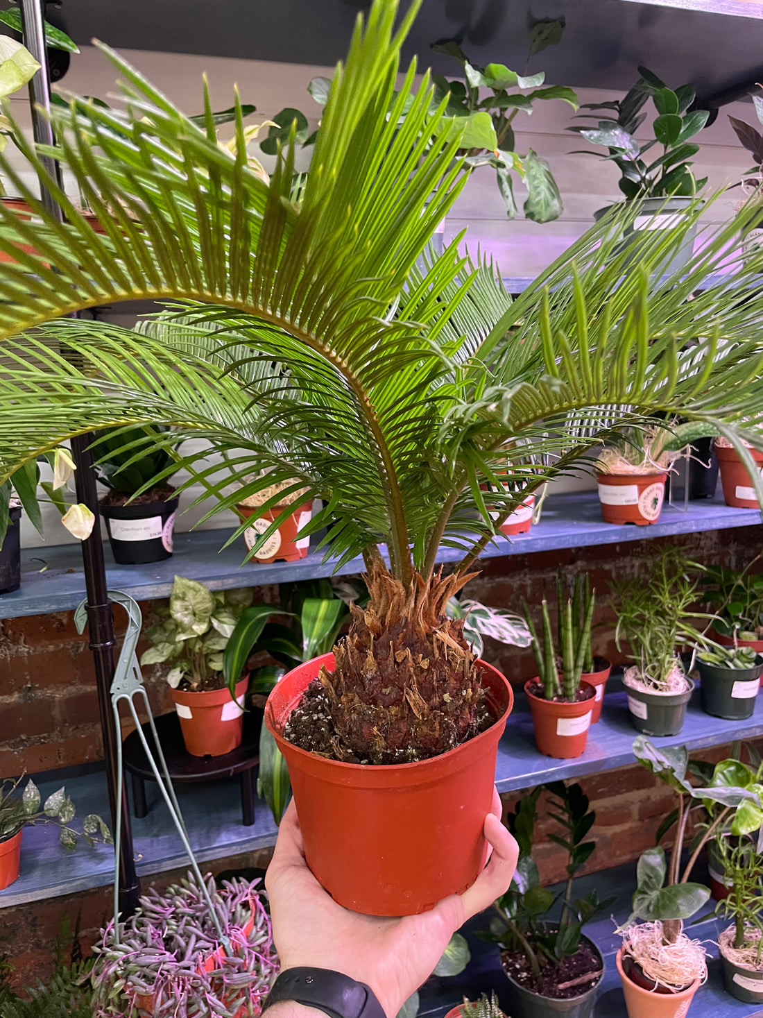 Sago Palm