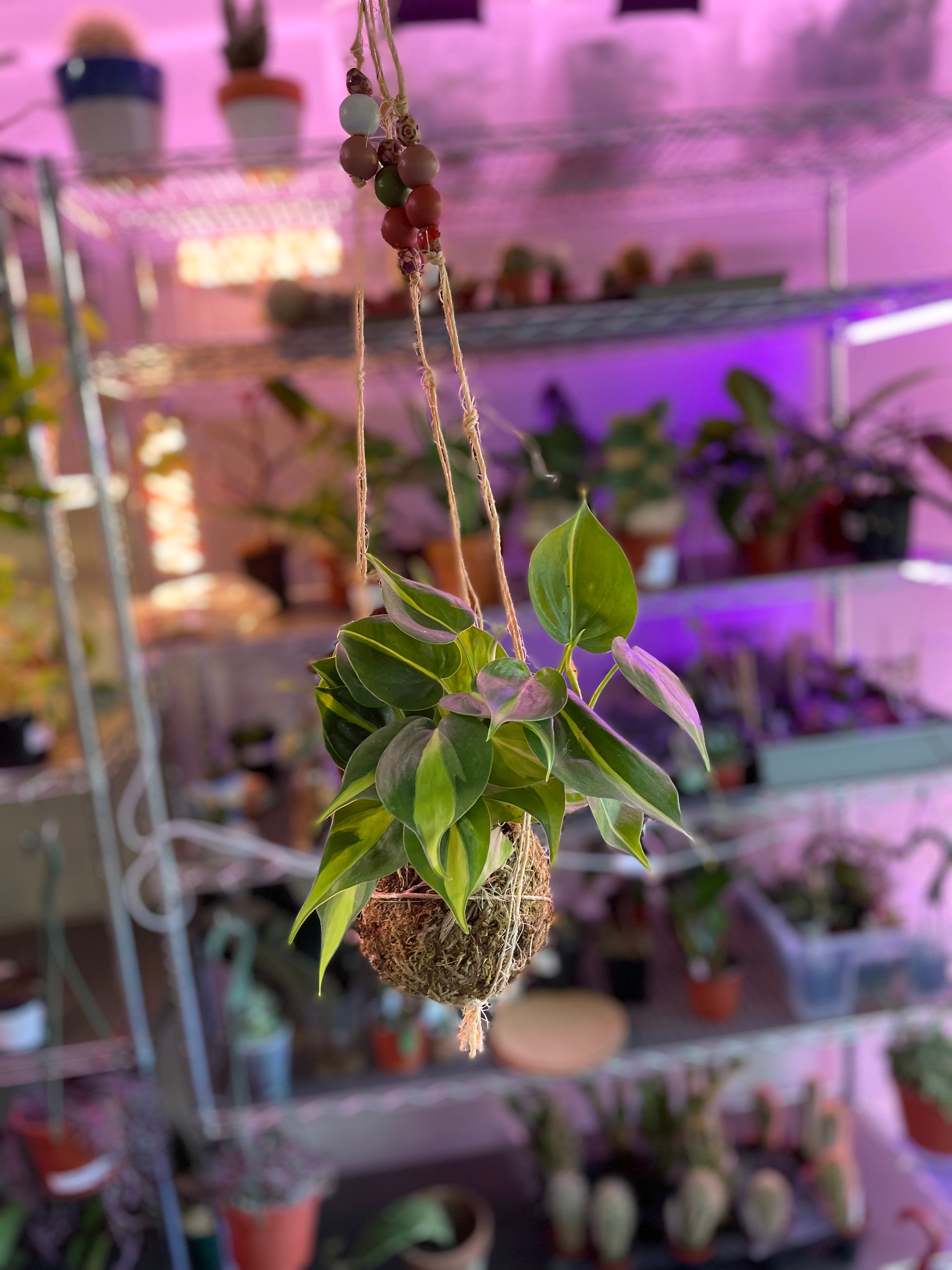 Kokedama Moss Ball Hanging Plant