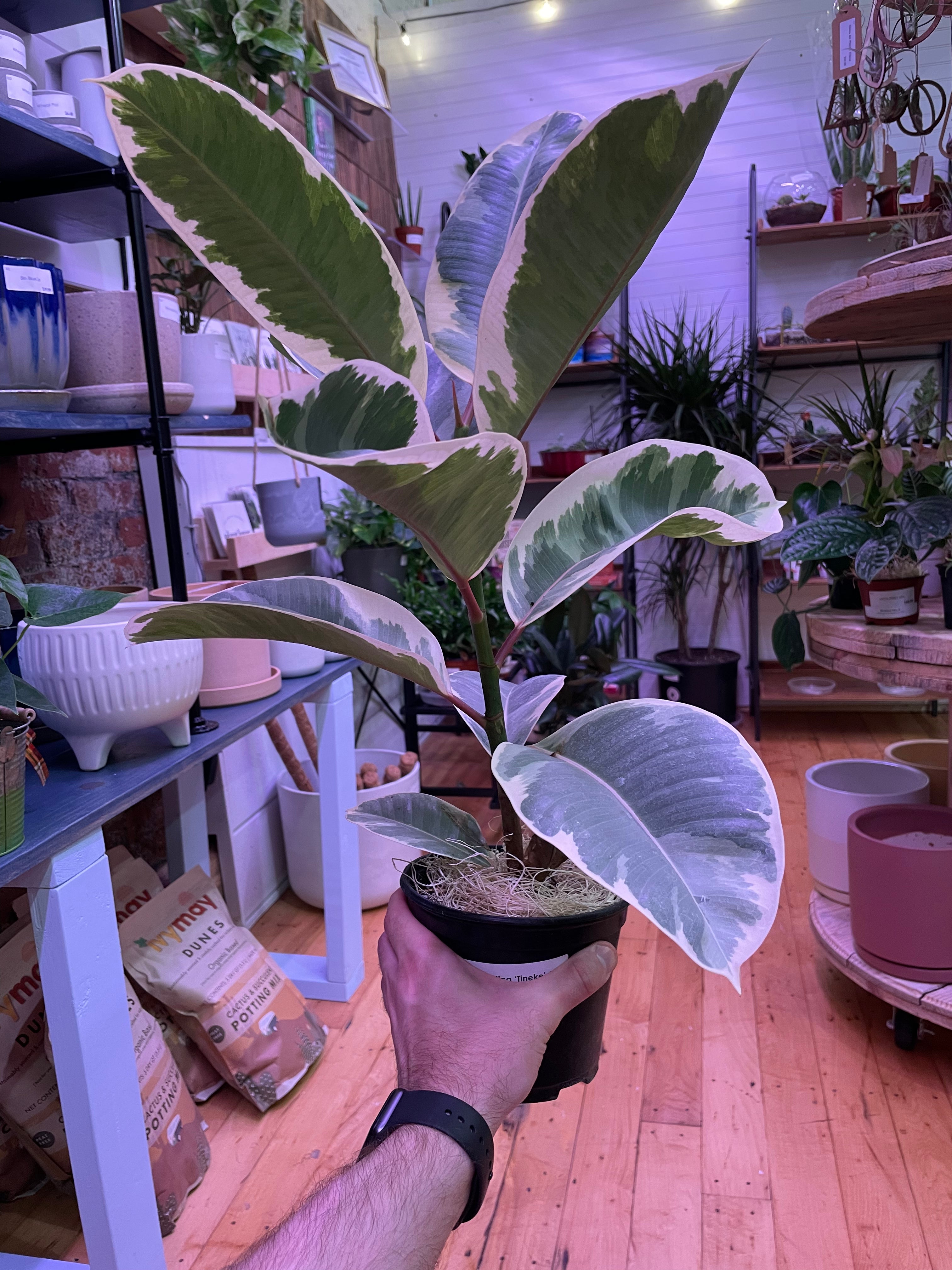 Ficus Tineke